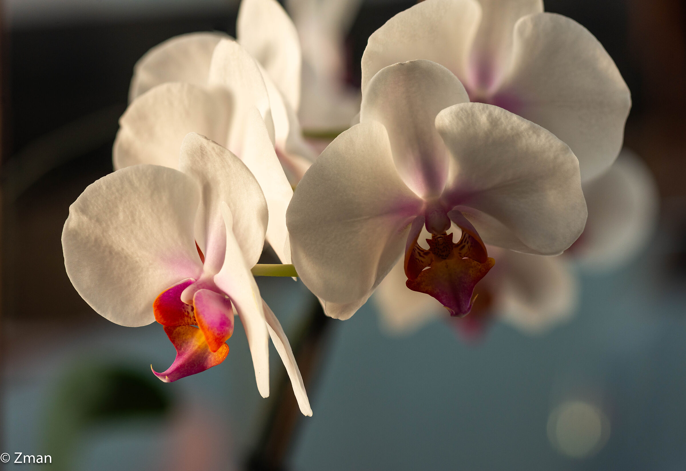 Orchids