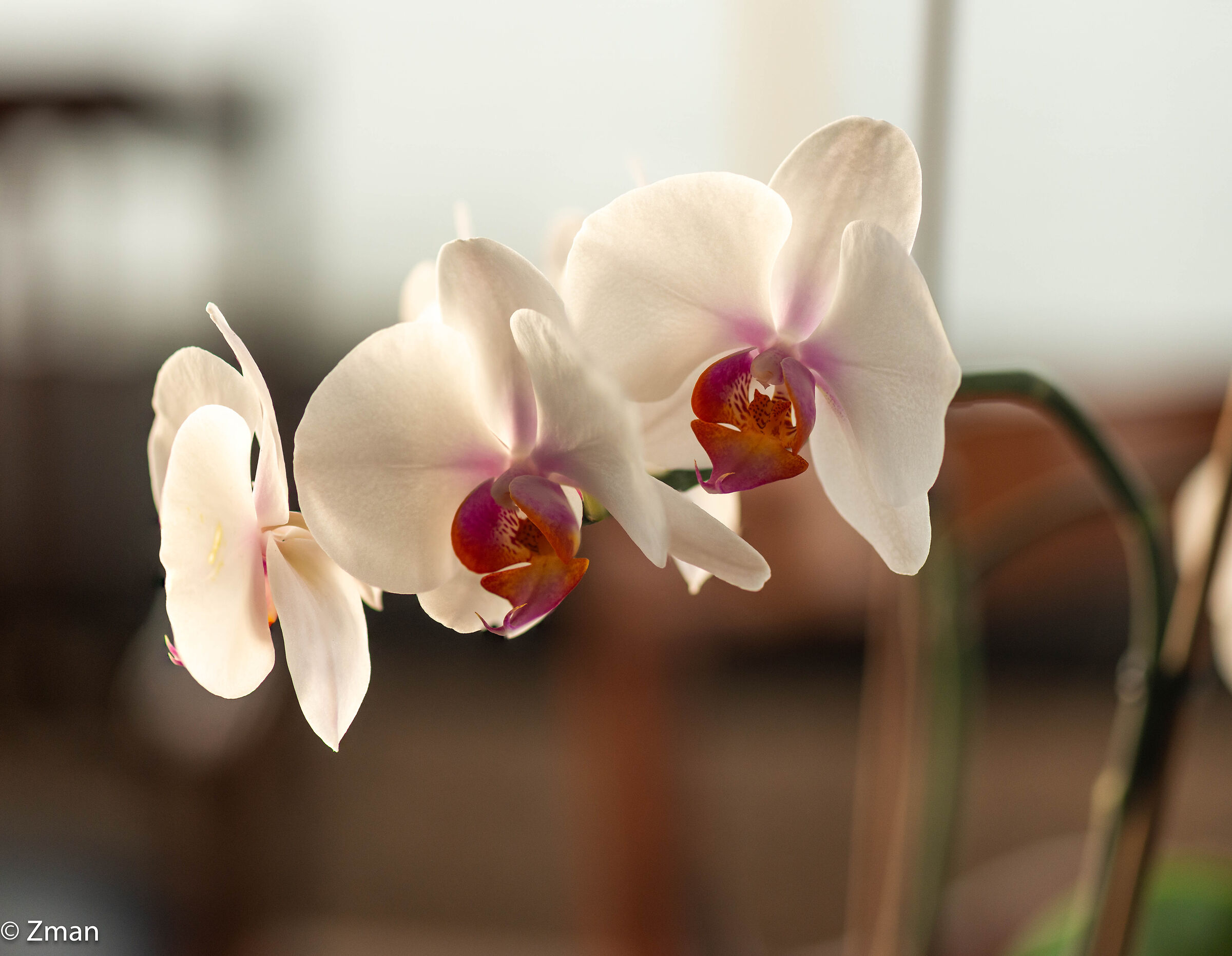 Orchids