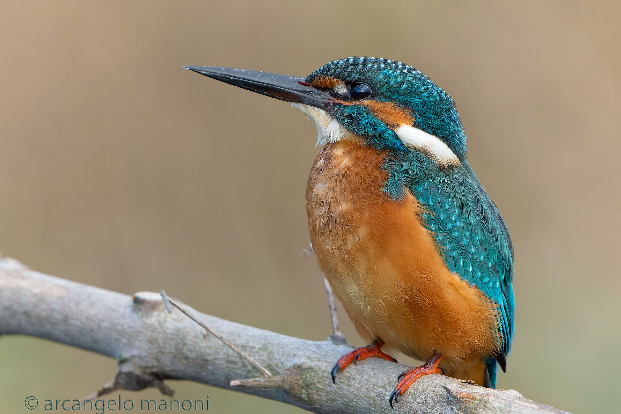 Alcedo atthis