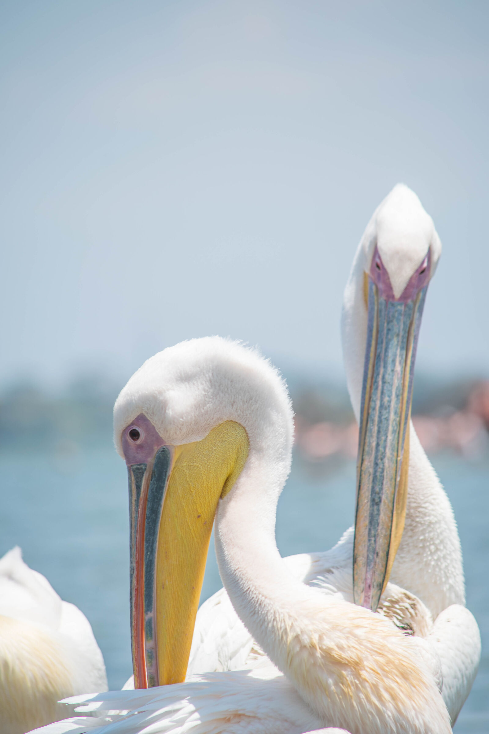 Pelicans: Lake Naivasha