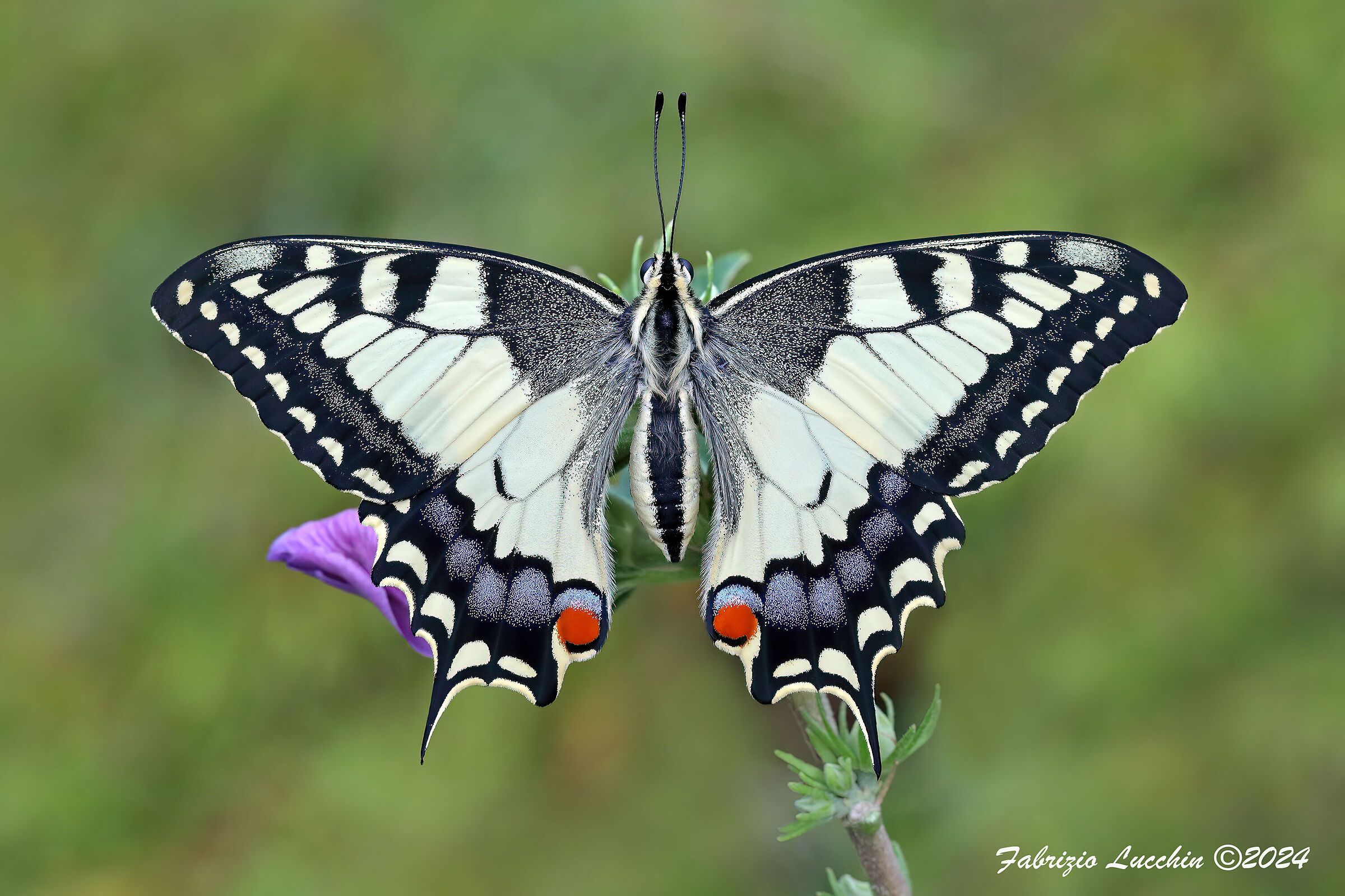 Papilio machaon