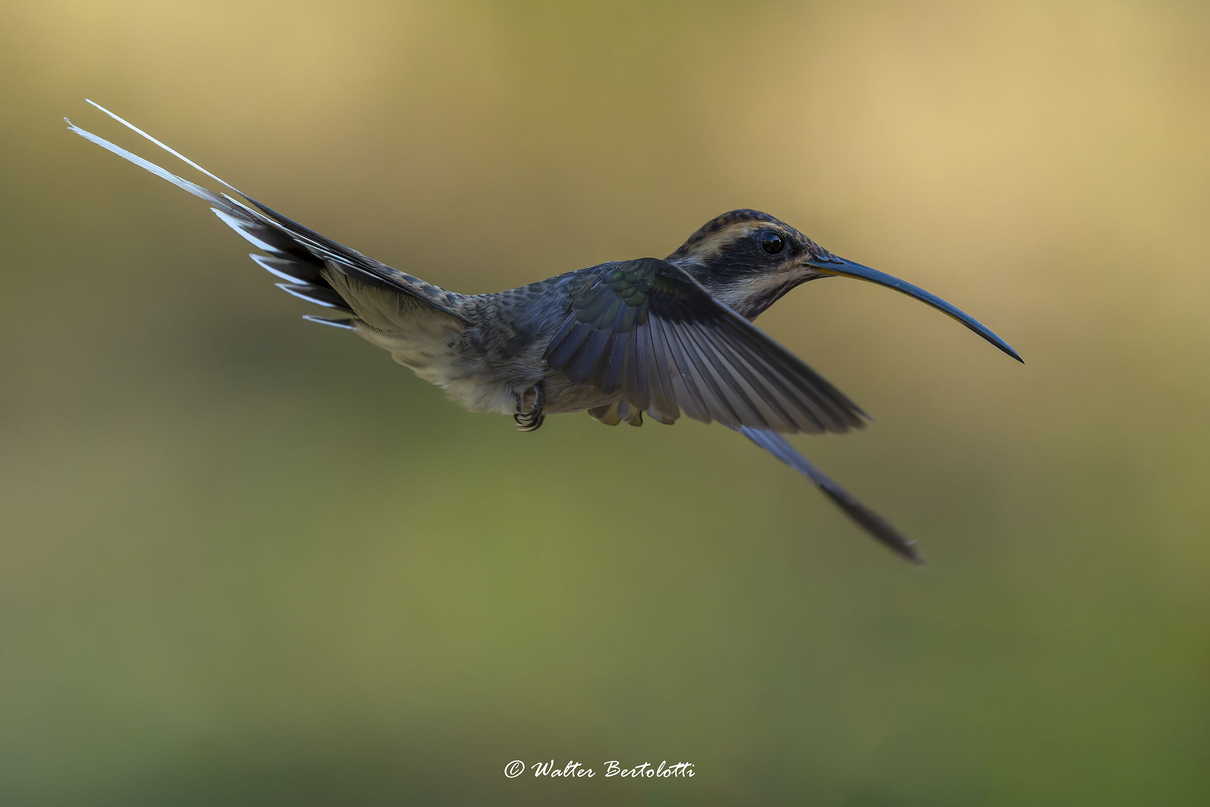 Eremita golasquamata