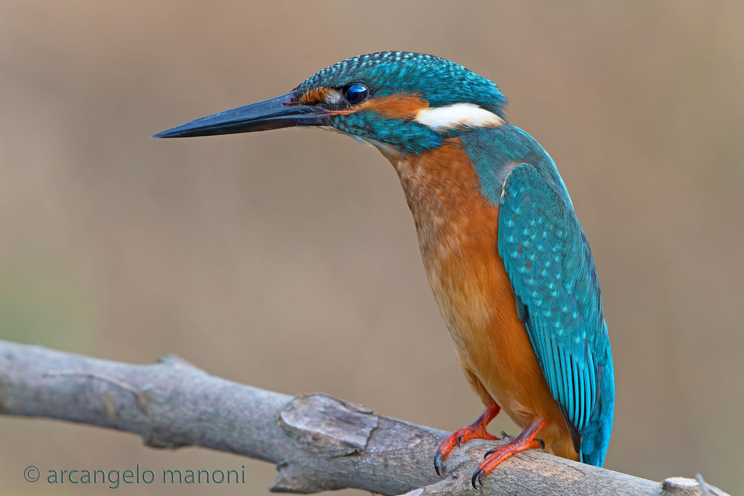 The ''hunchback'' of the river