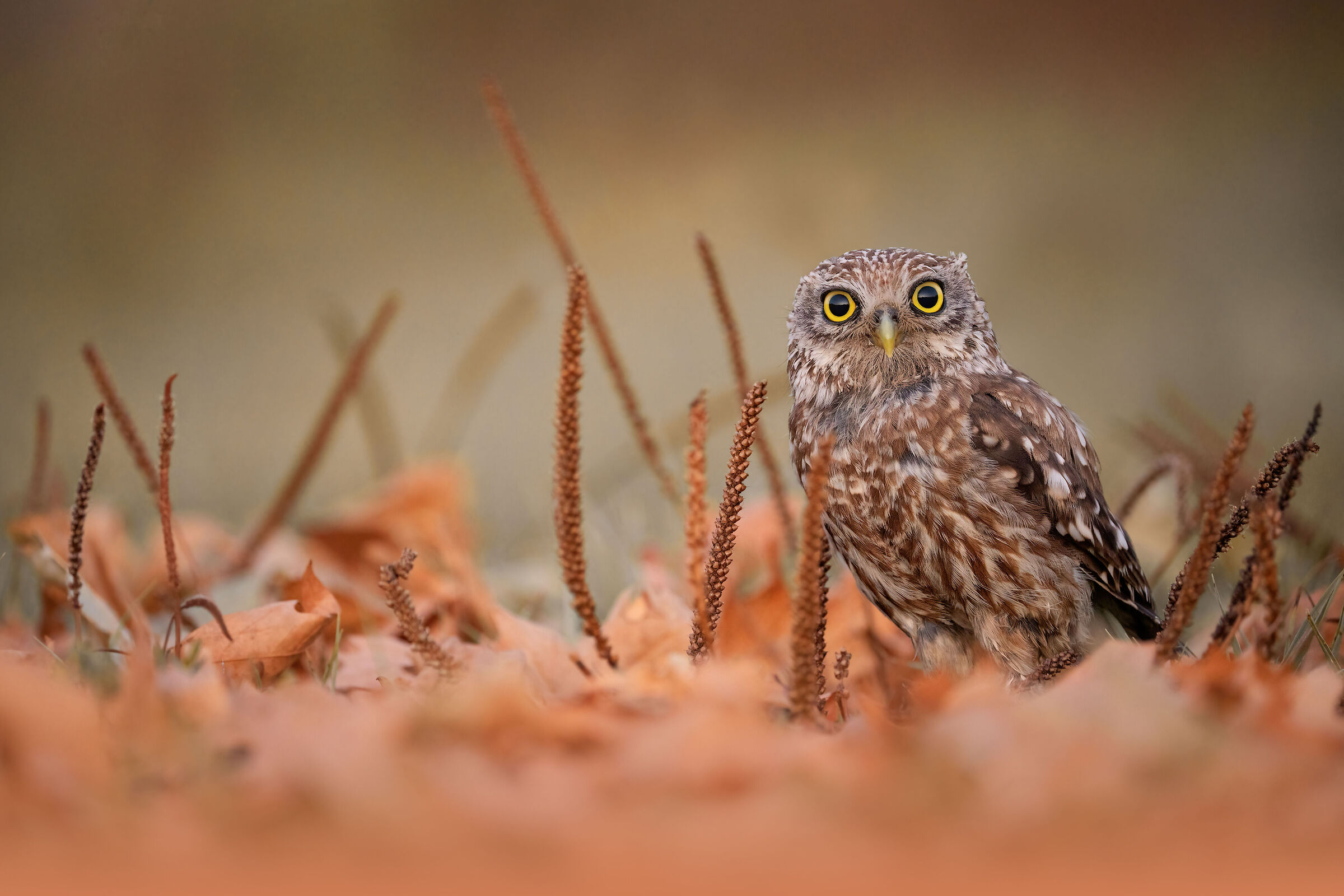 OWL