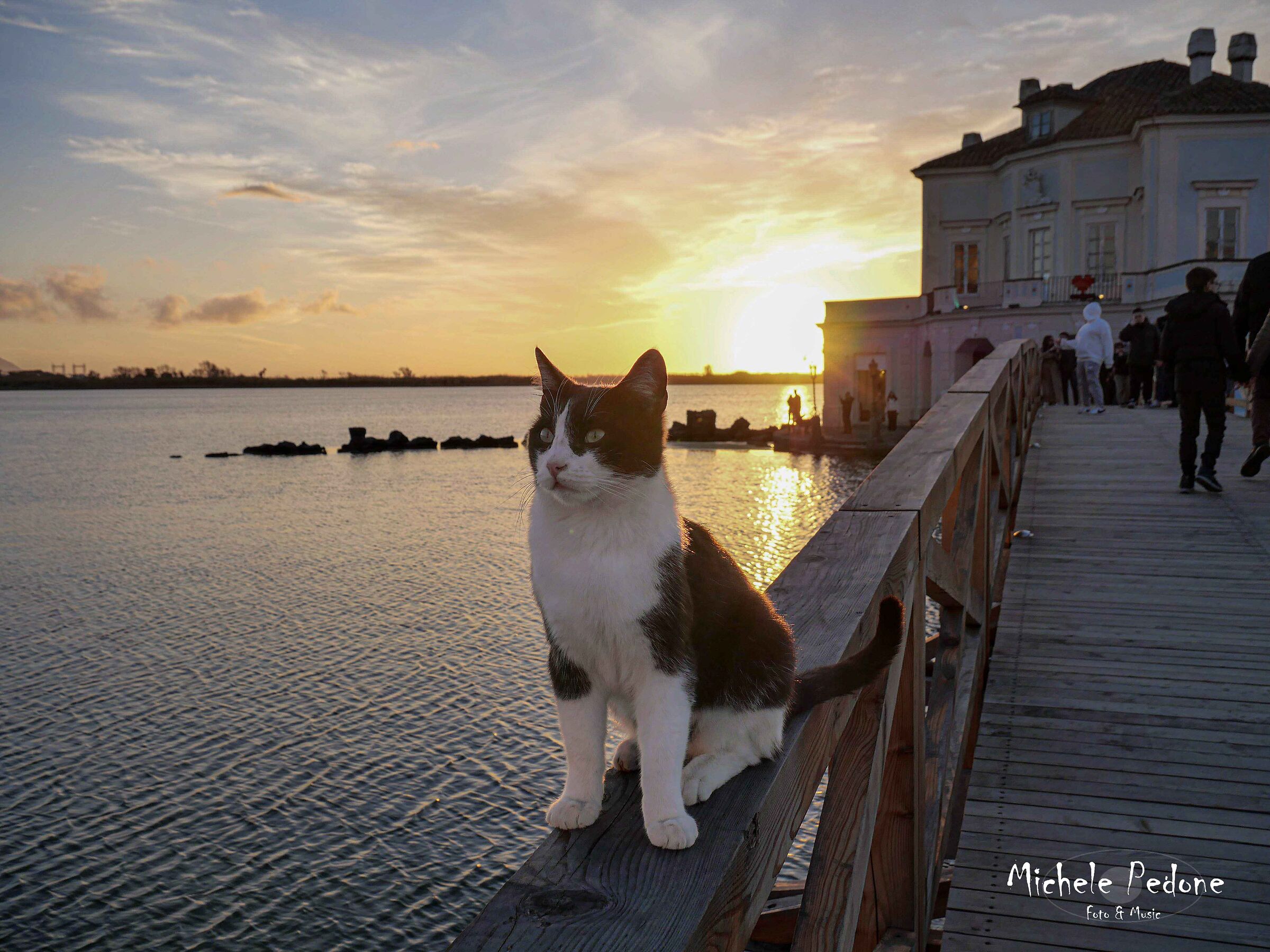 Orgoglio felino