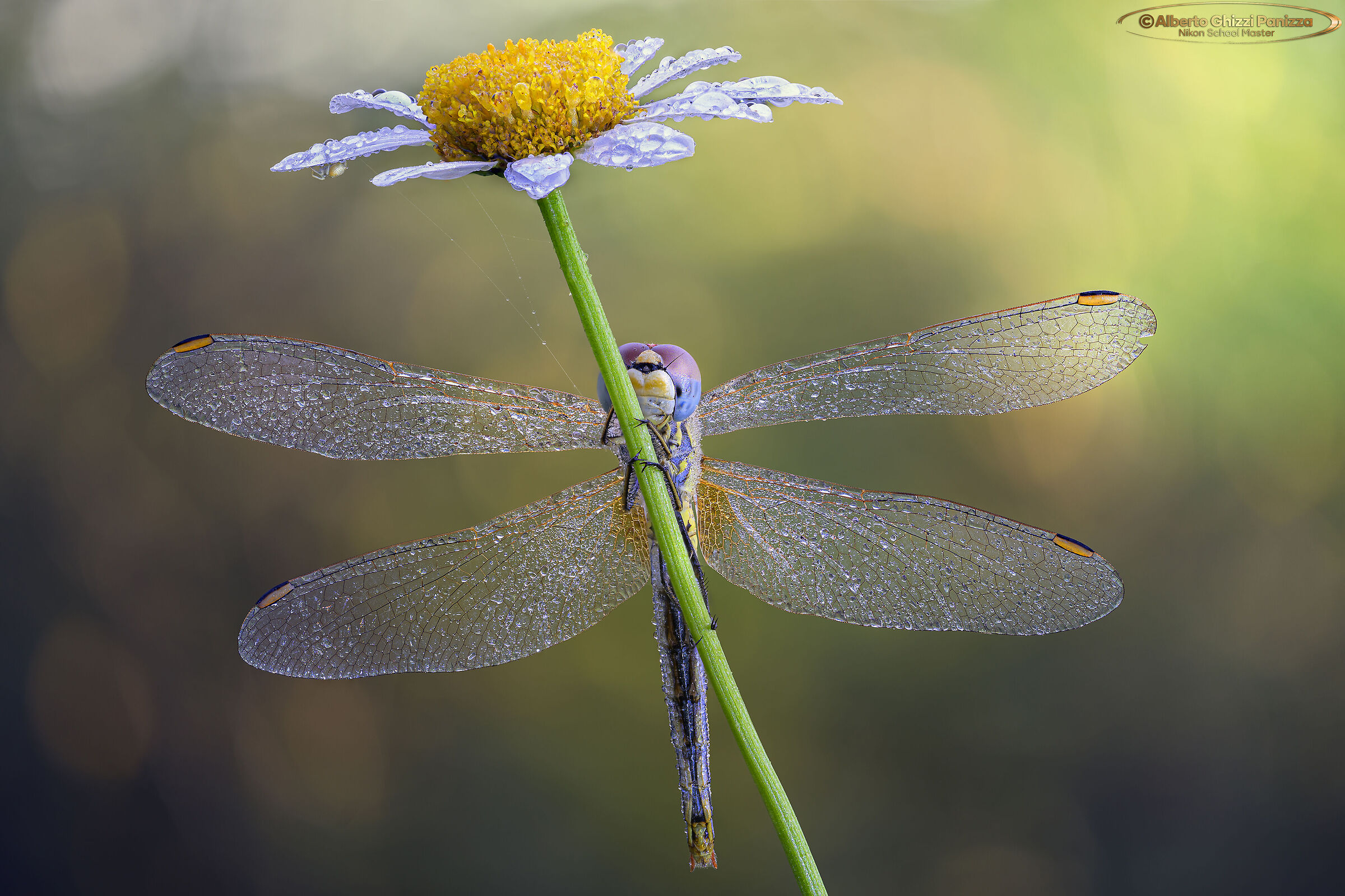 La libellua, la margherita e il ragno