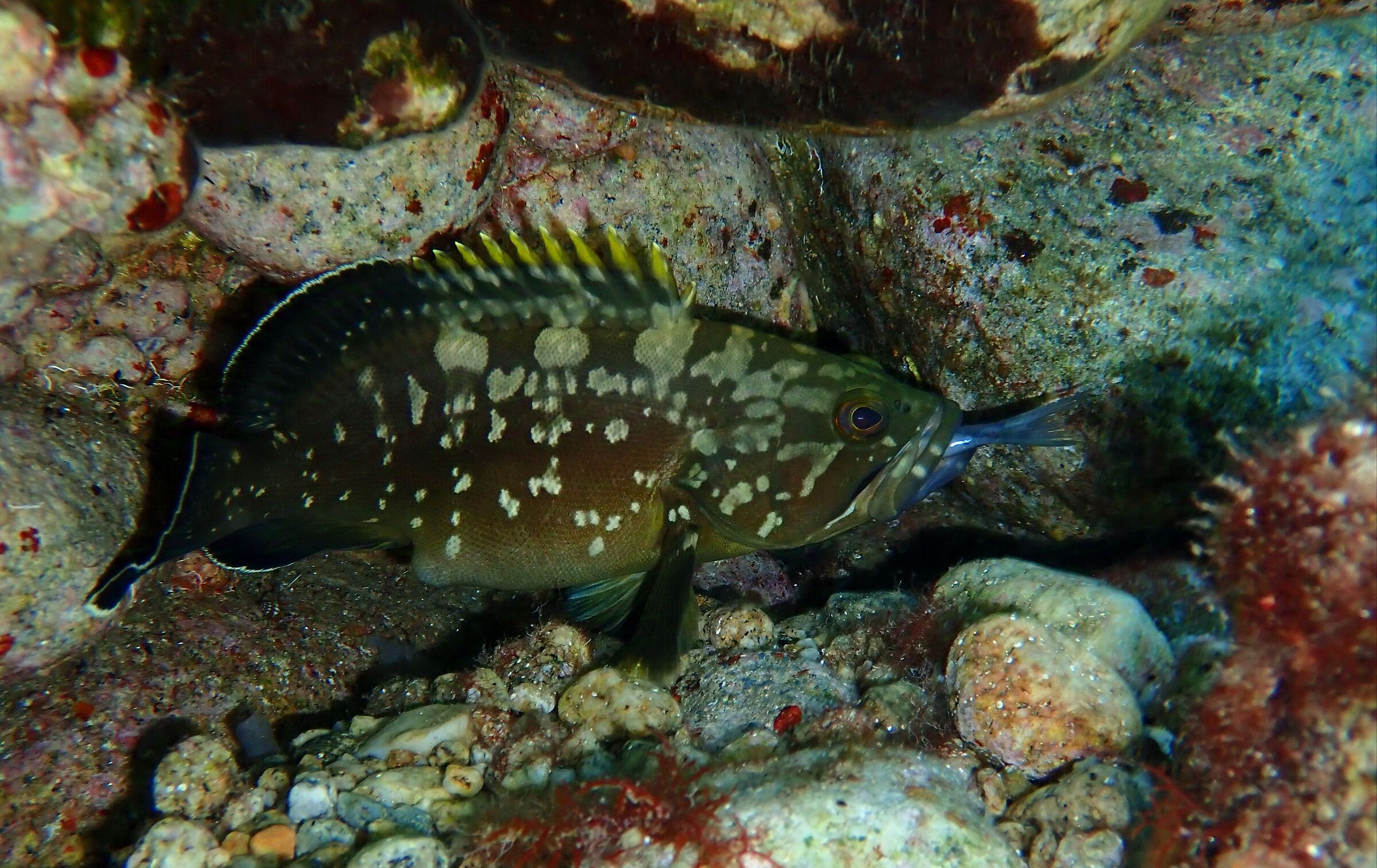 Grouper with prey