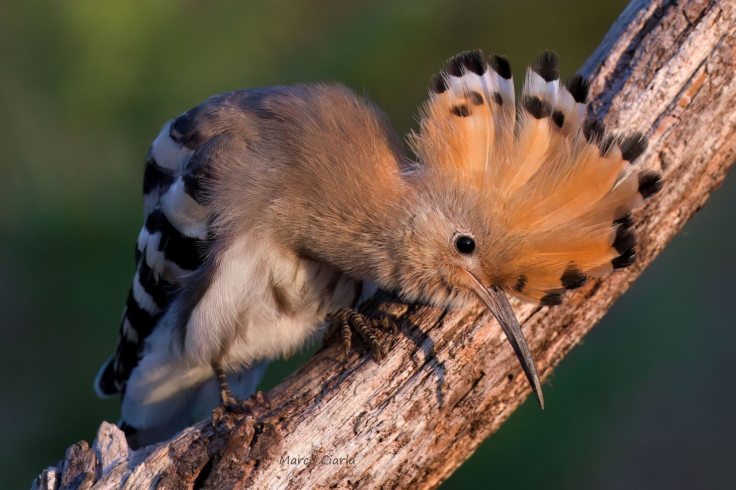 Hoopoe (Upupa epops)