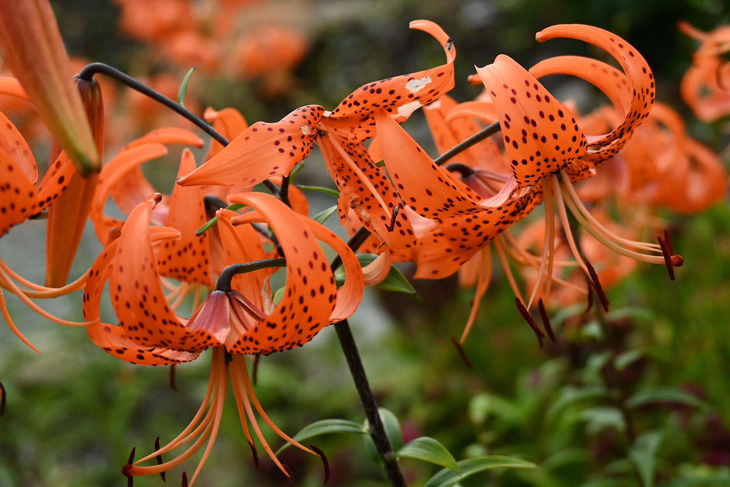 Erytronium Sibiricum - Tromsø Botanical Garden