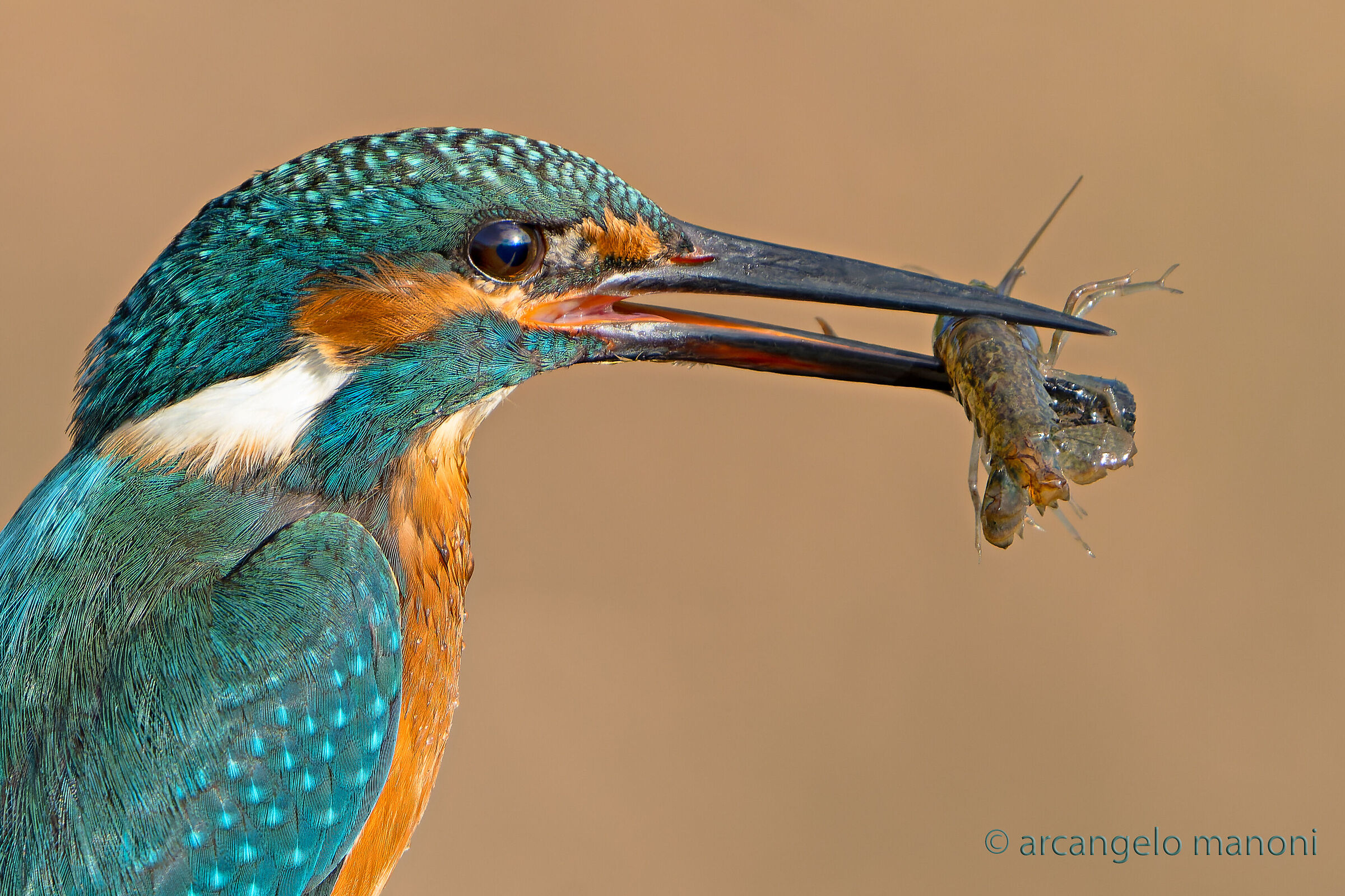 An uncomfortable prey for the martin