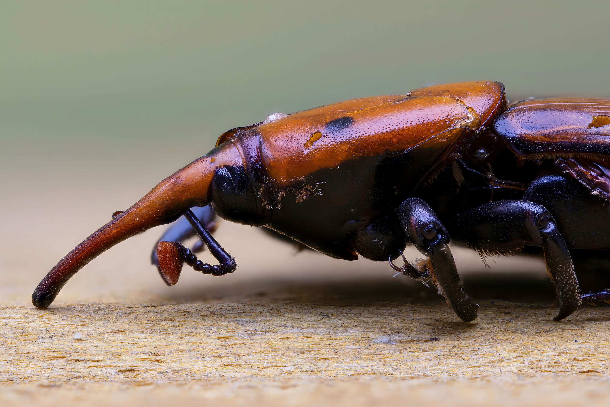 Rhynchophorus ferrugineus