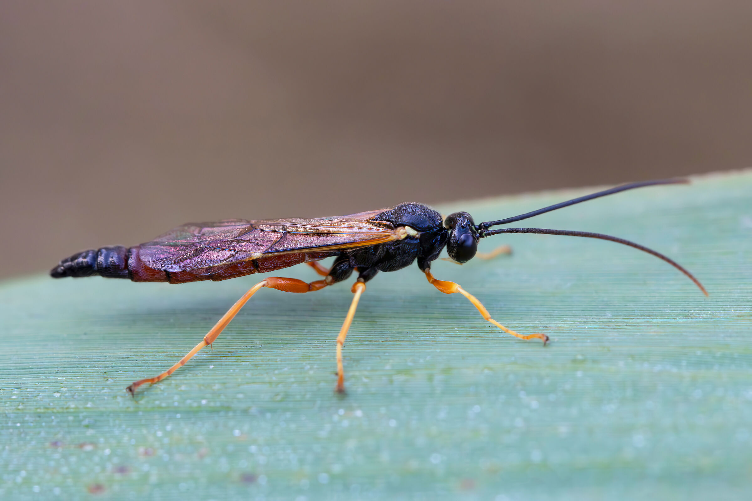 Ichneumonidae sp.
