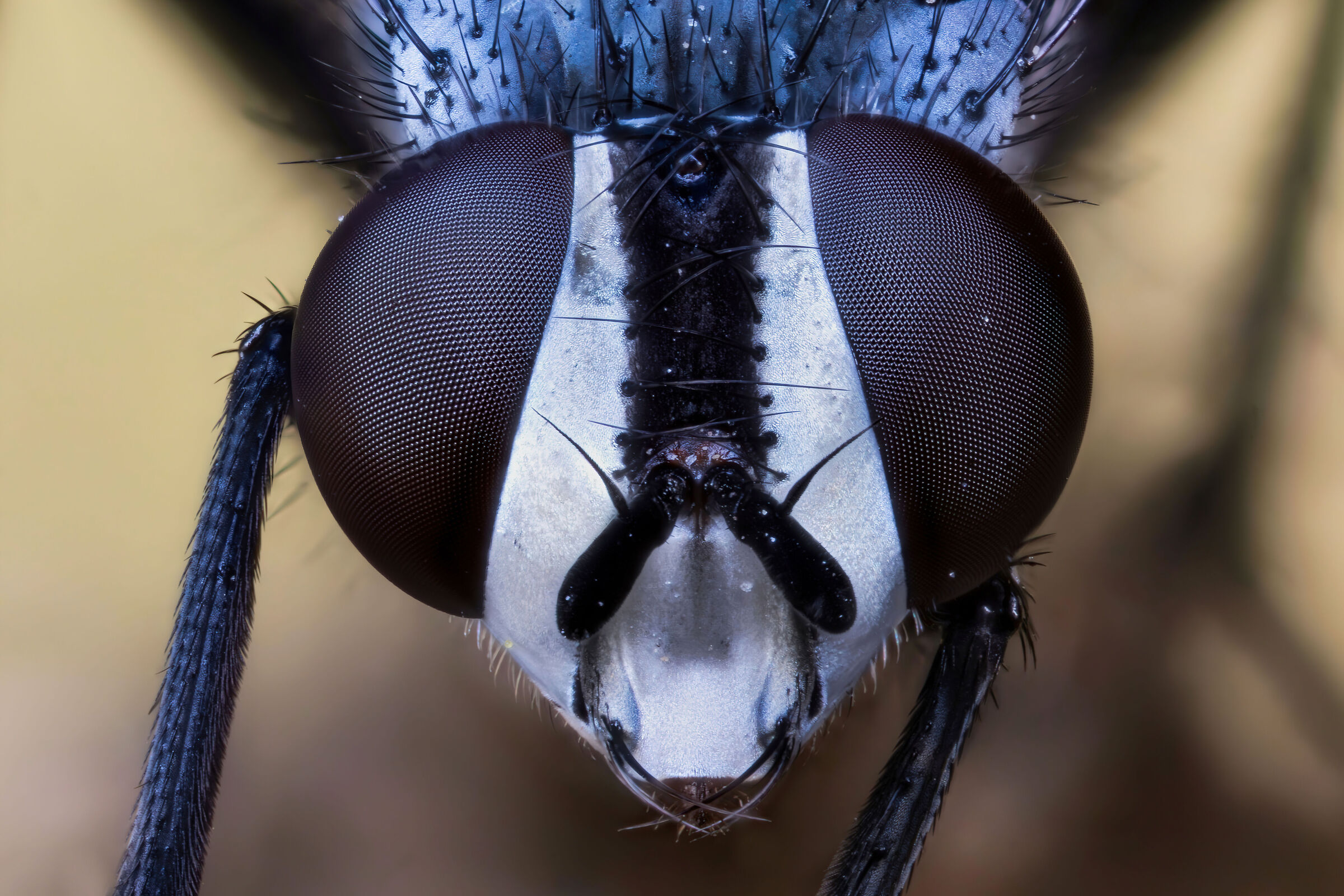 Cylindromyia sp. z o.o.