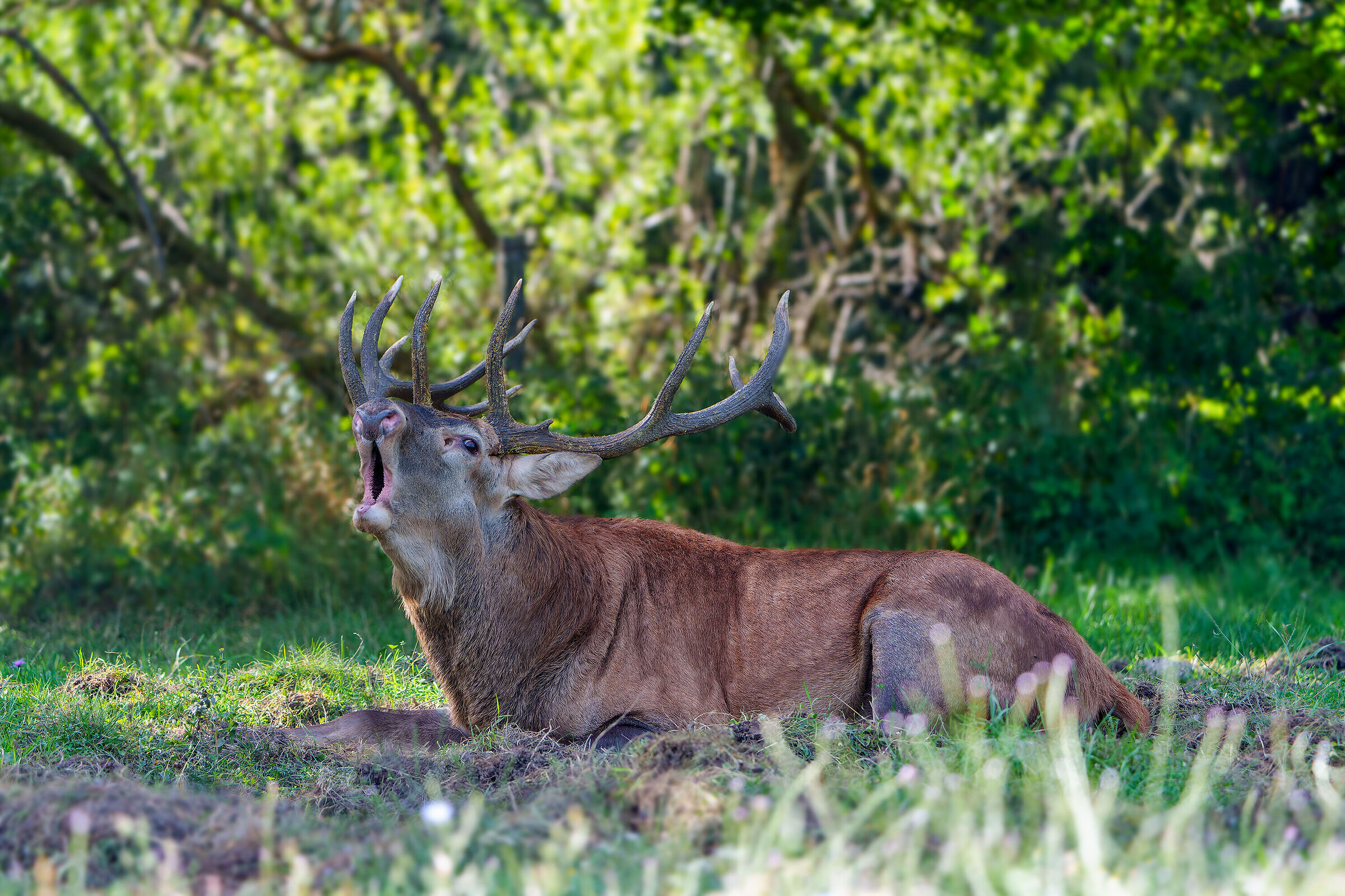 Noble deer