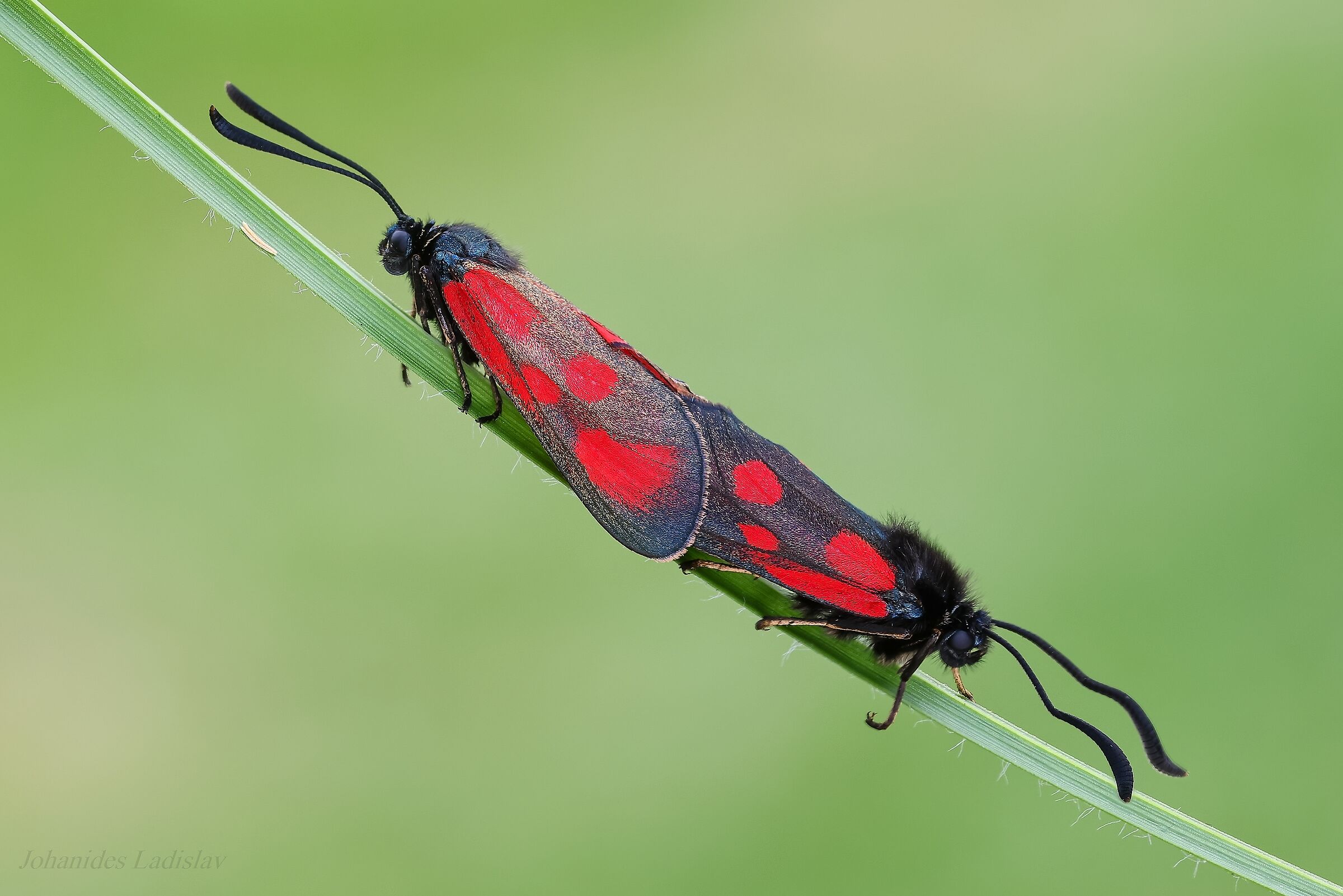 Zygaena loti