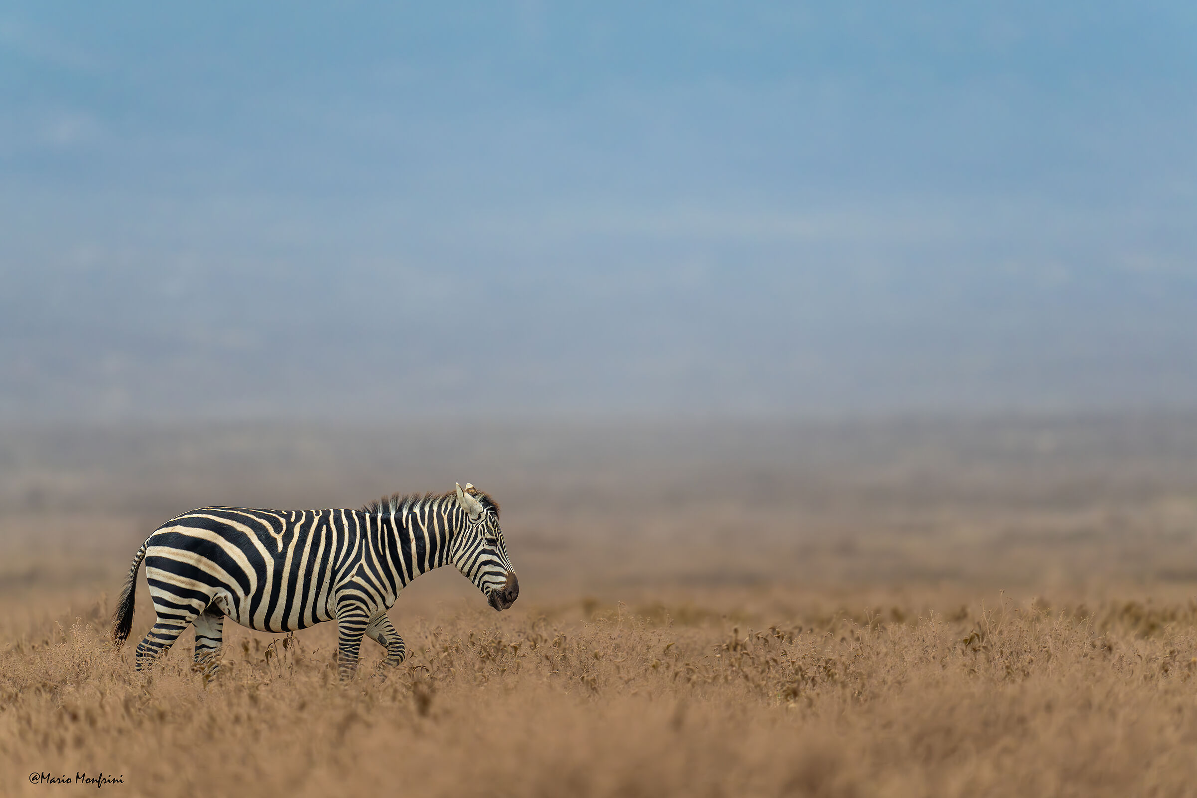 zebra