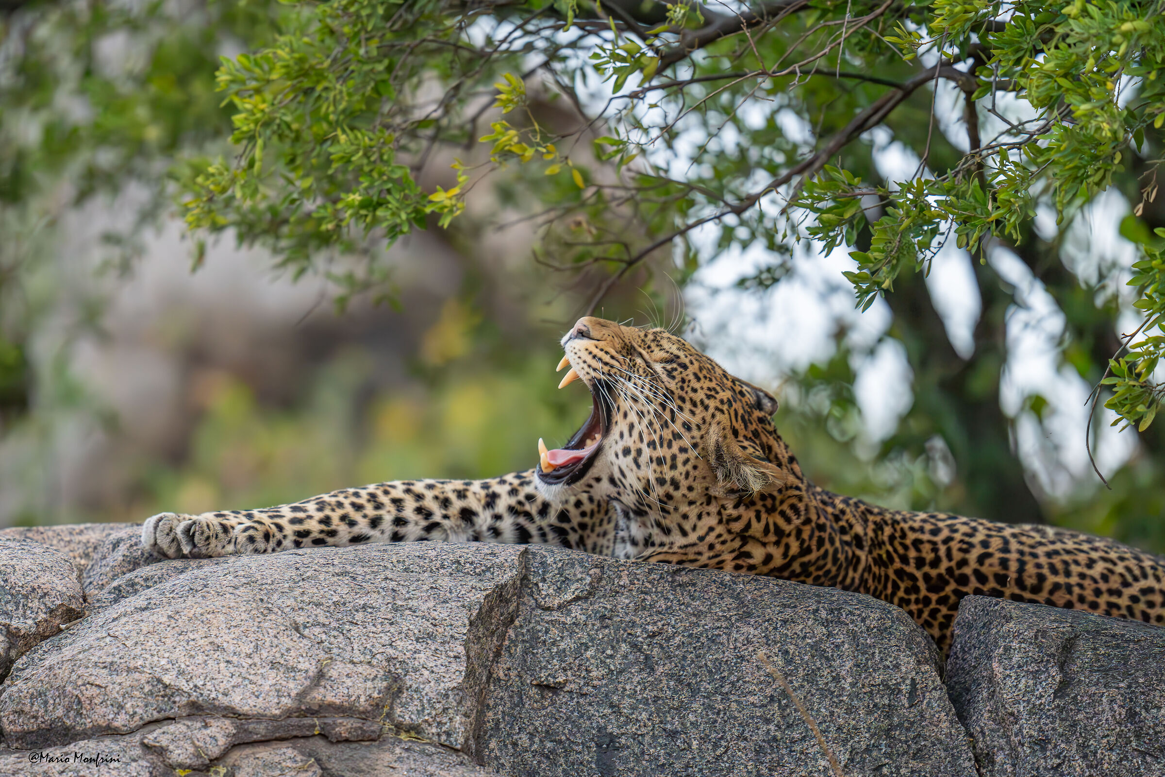 The Leopard's Yawn