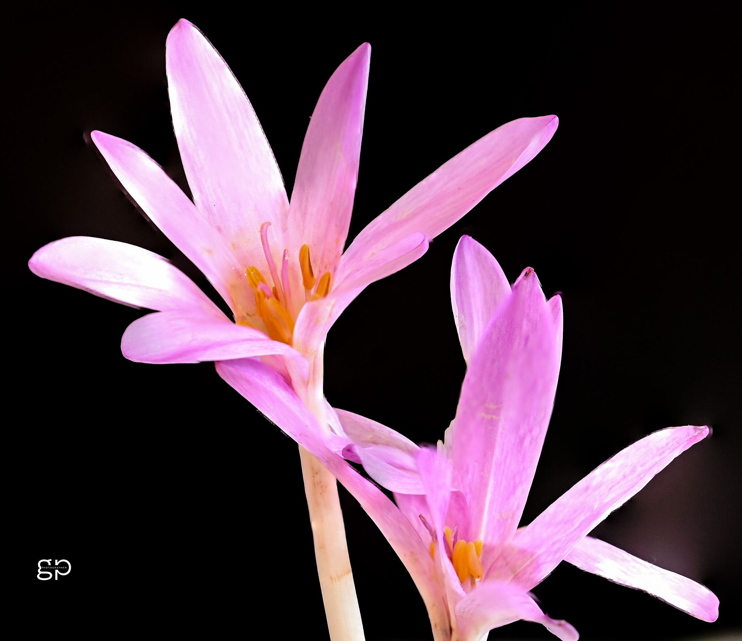 Colchicum multiflorum brot (false saffron)