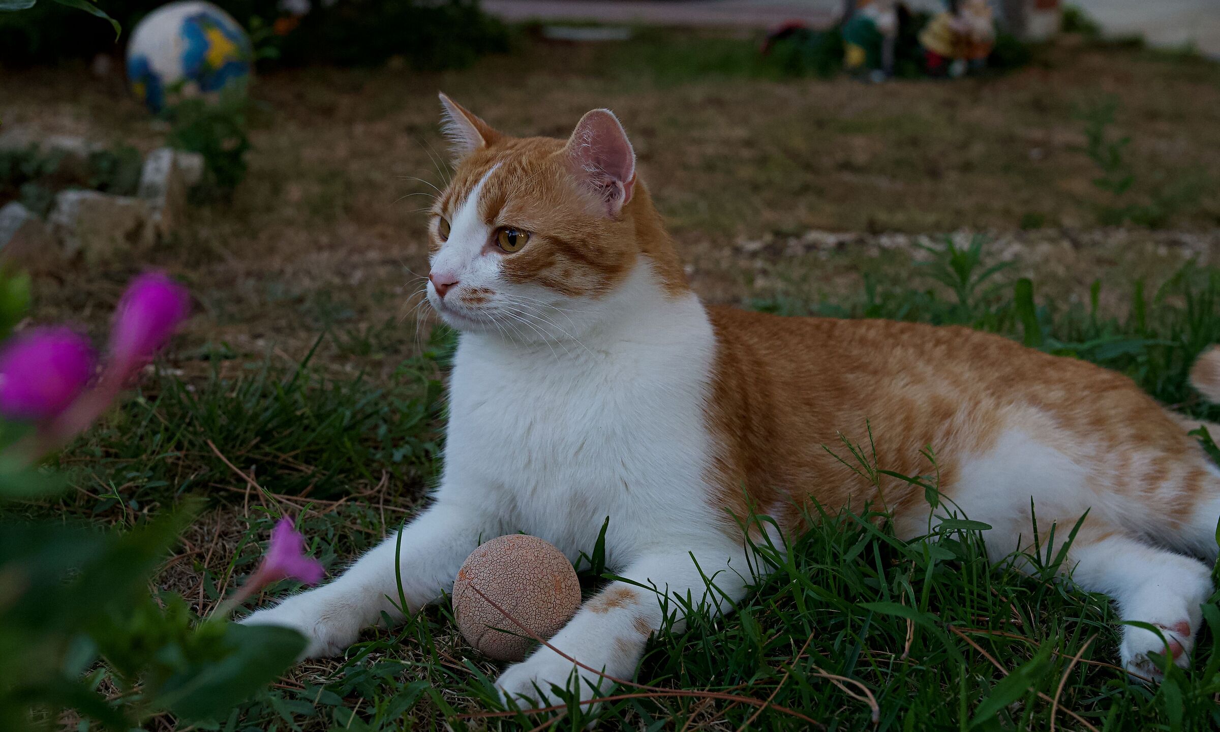 Mimmo gattone di casa