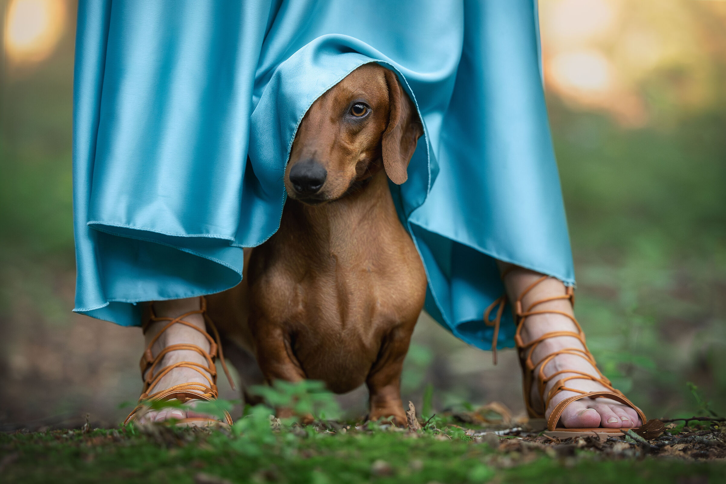 Sam the dach... shy