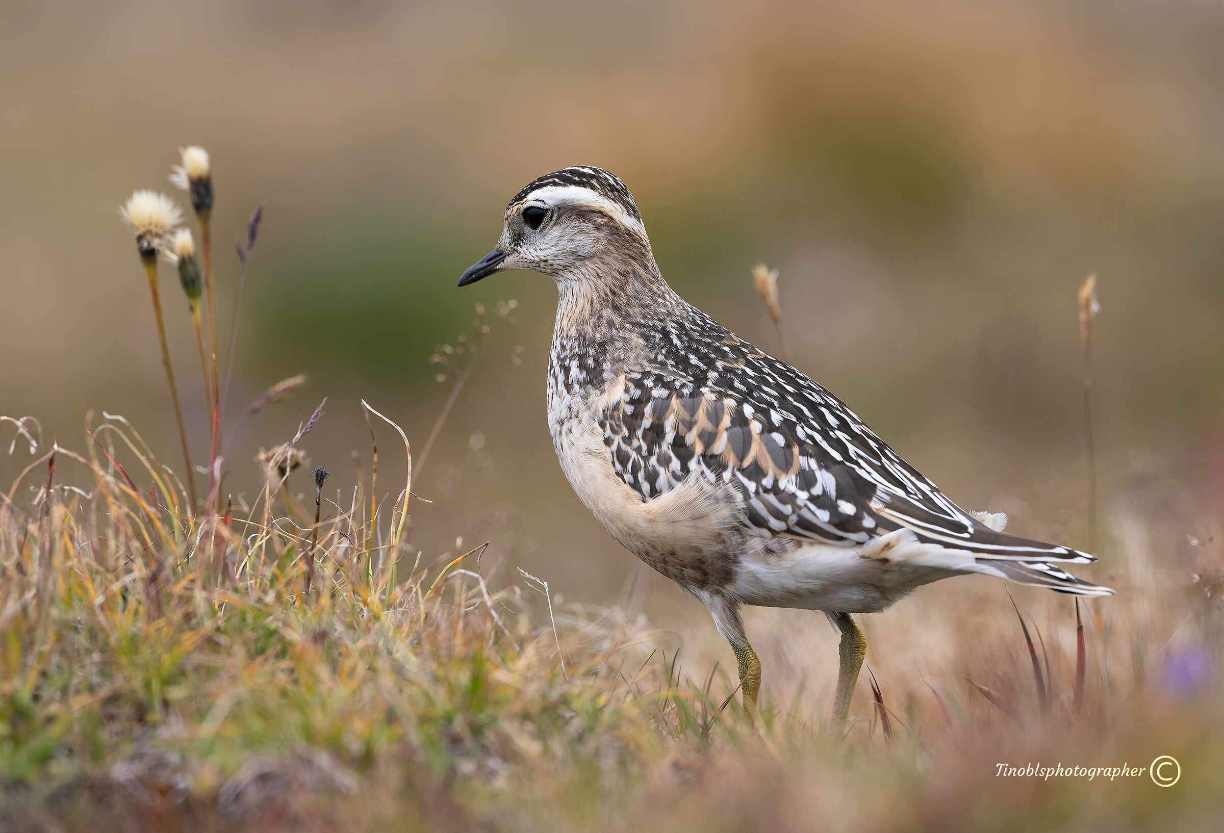 Tortolino Plover (Charadrius morinellus)