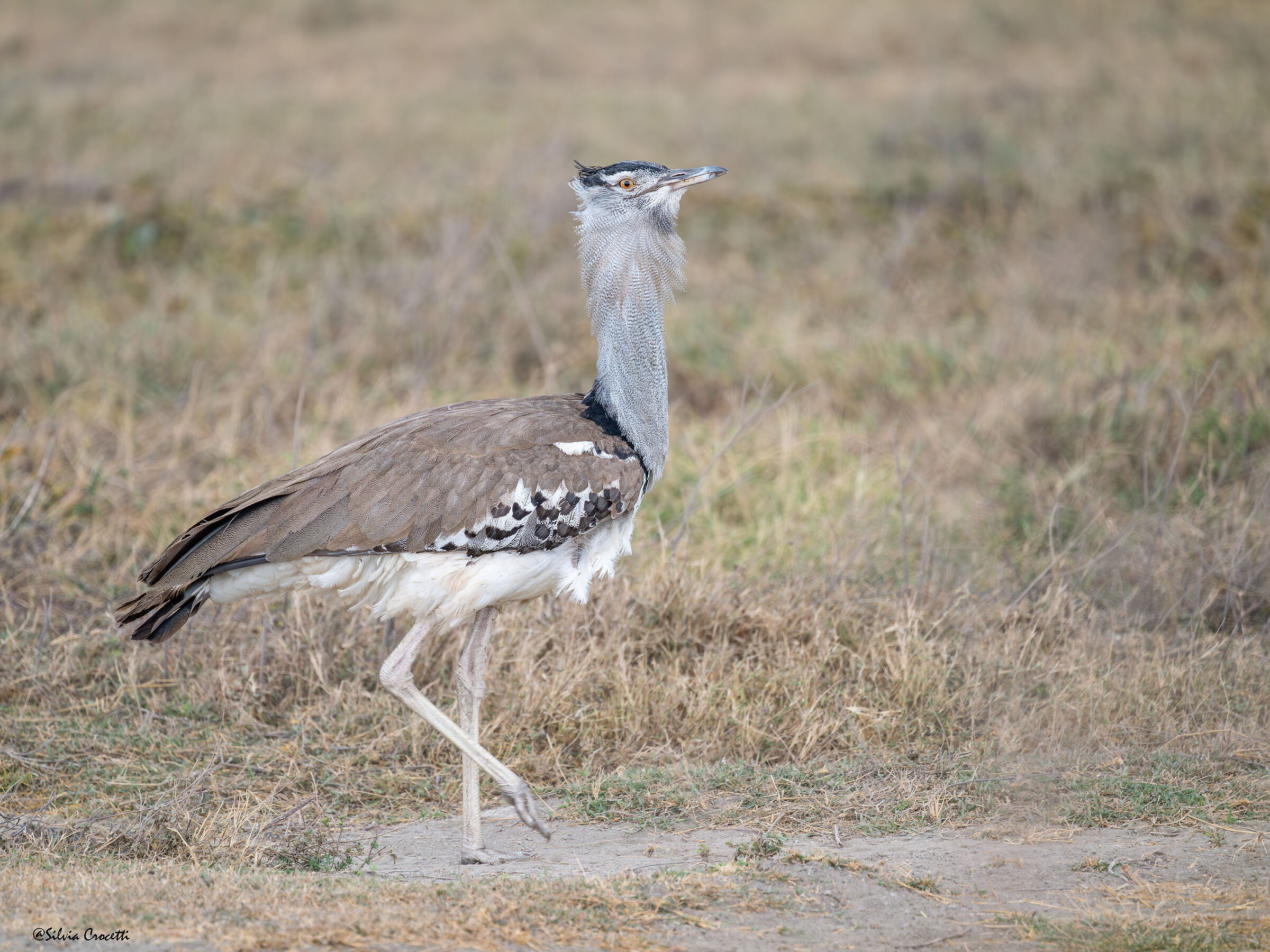 The heaviest bird in the world