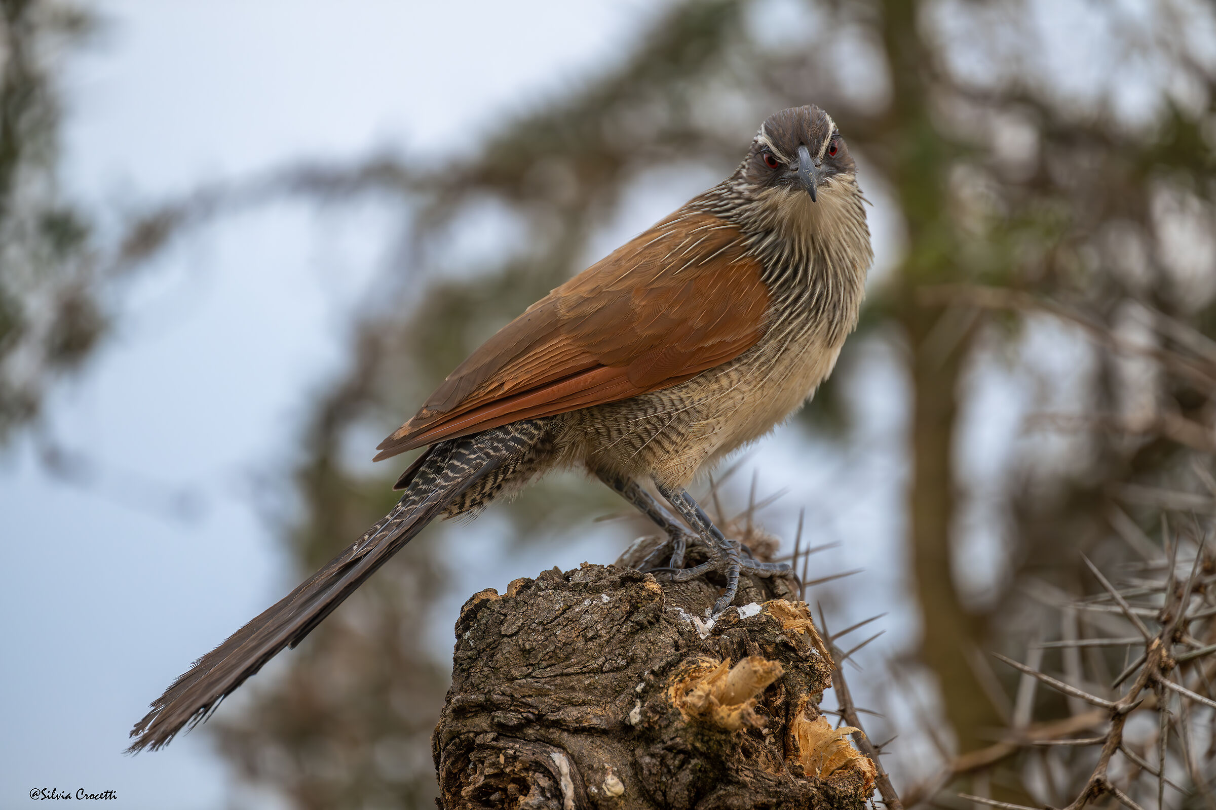 White - browed Coucal