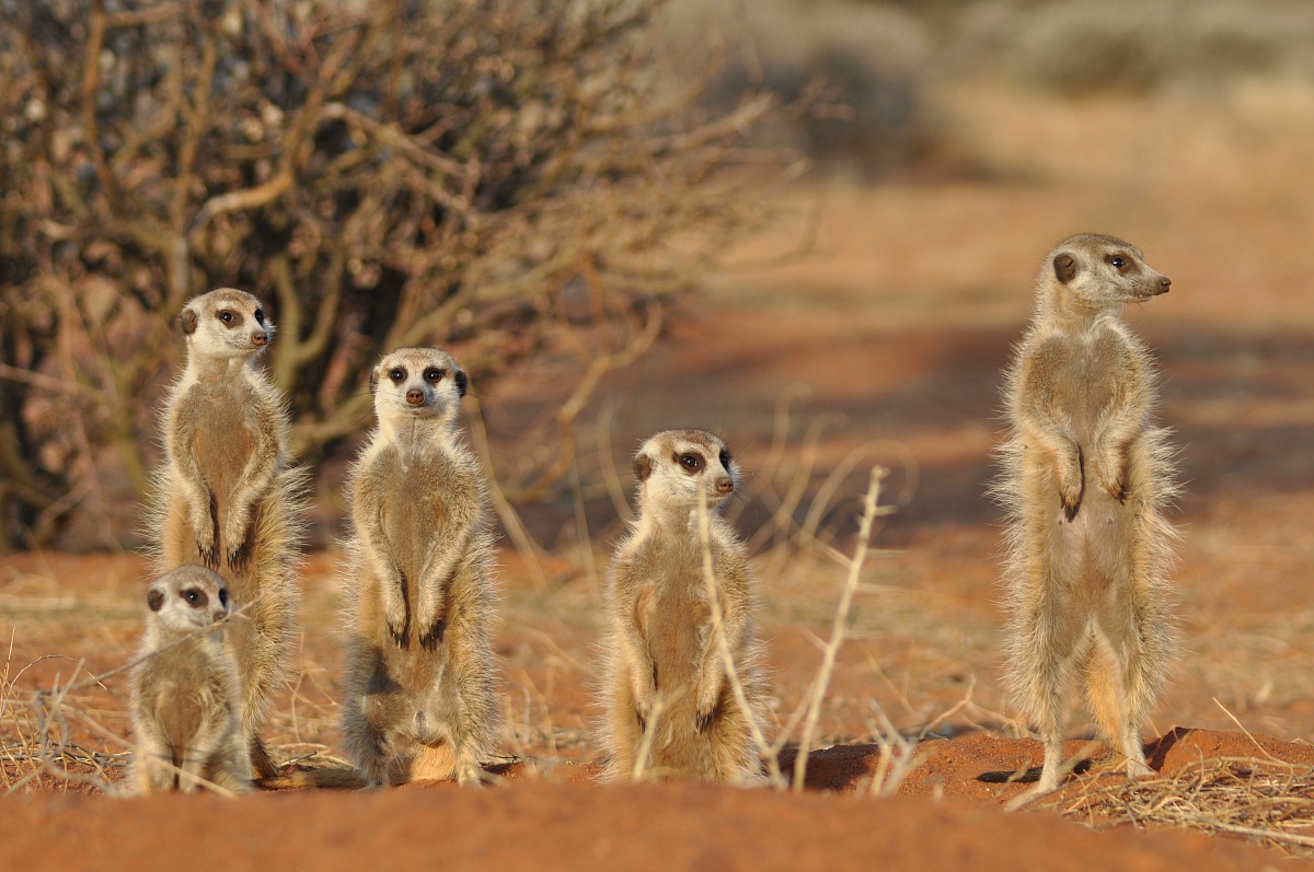 Meerkats 2