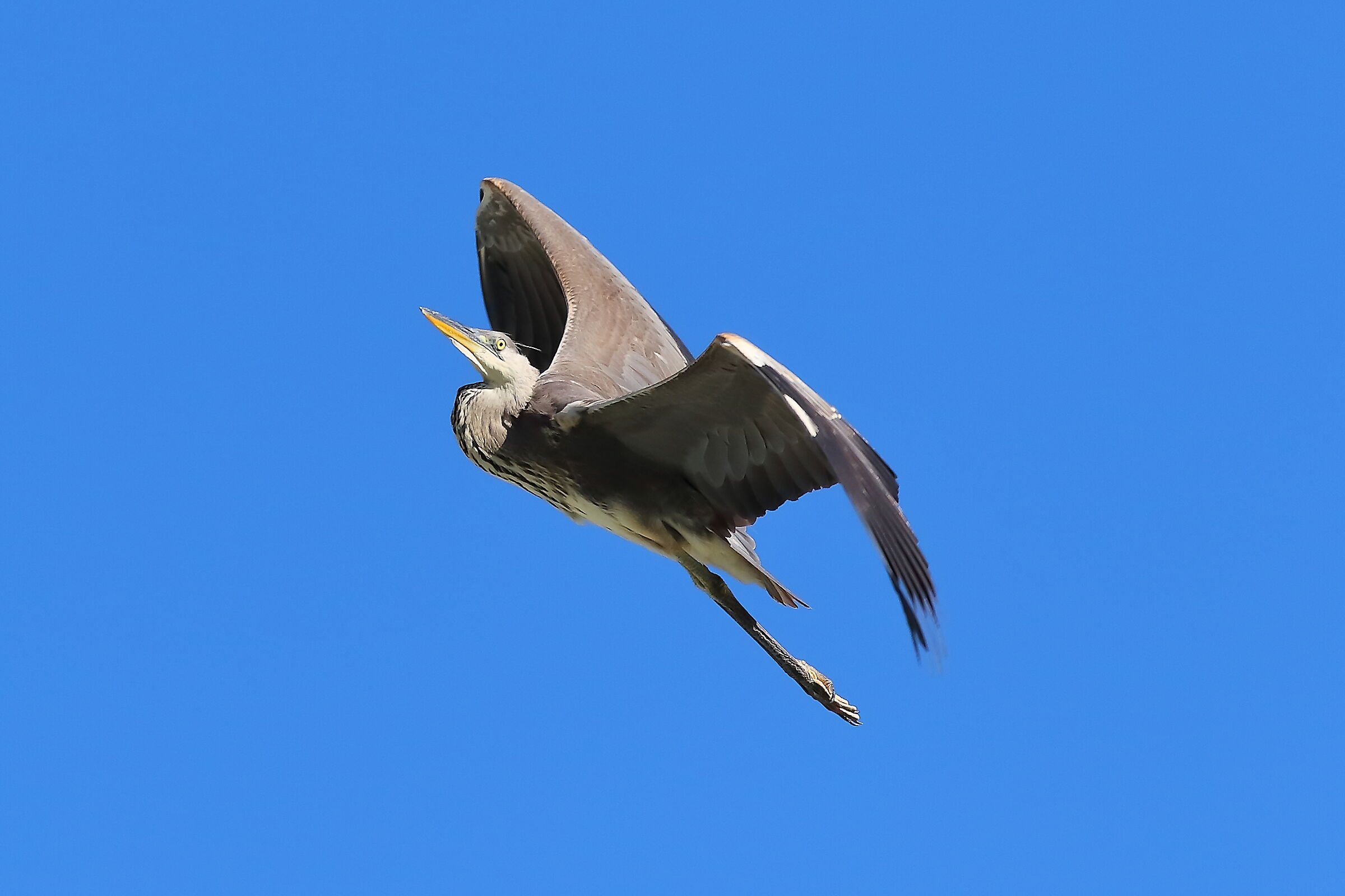 Cenerino 09 settembre 2024 - 0108