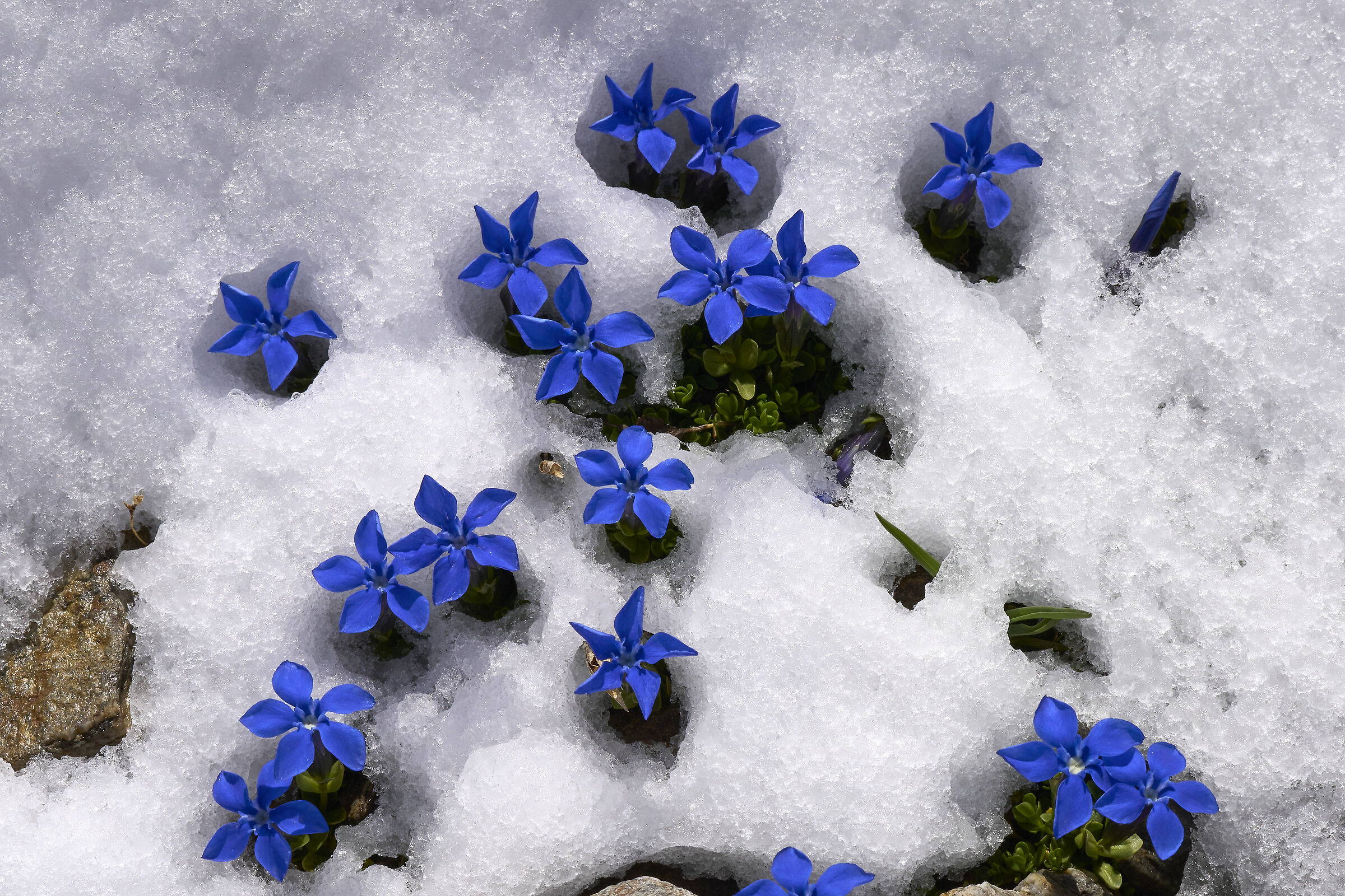 Fiorellini nella neve