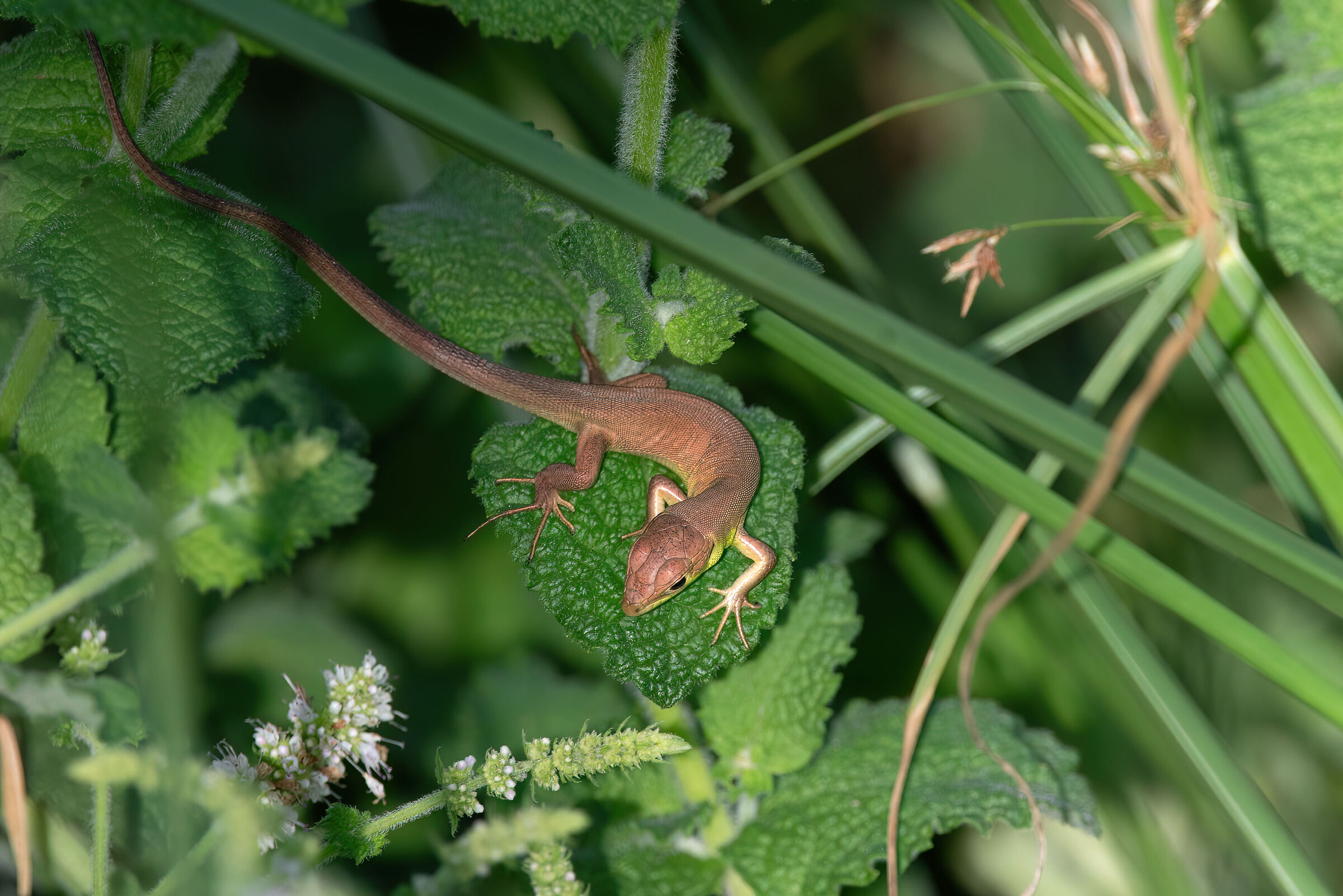 Lacerta bilineata | Western green lizard