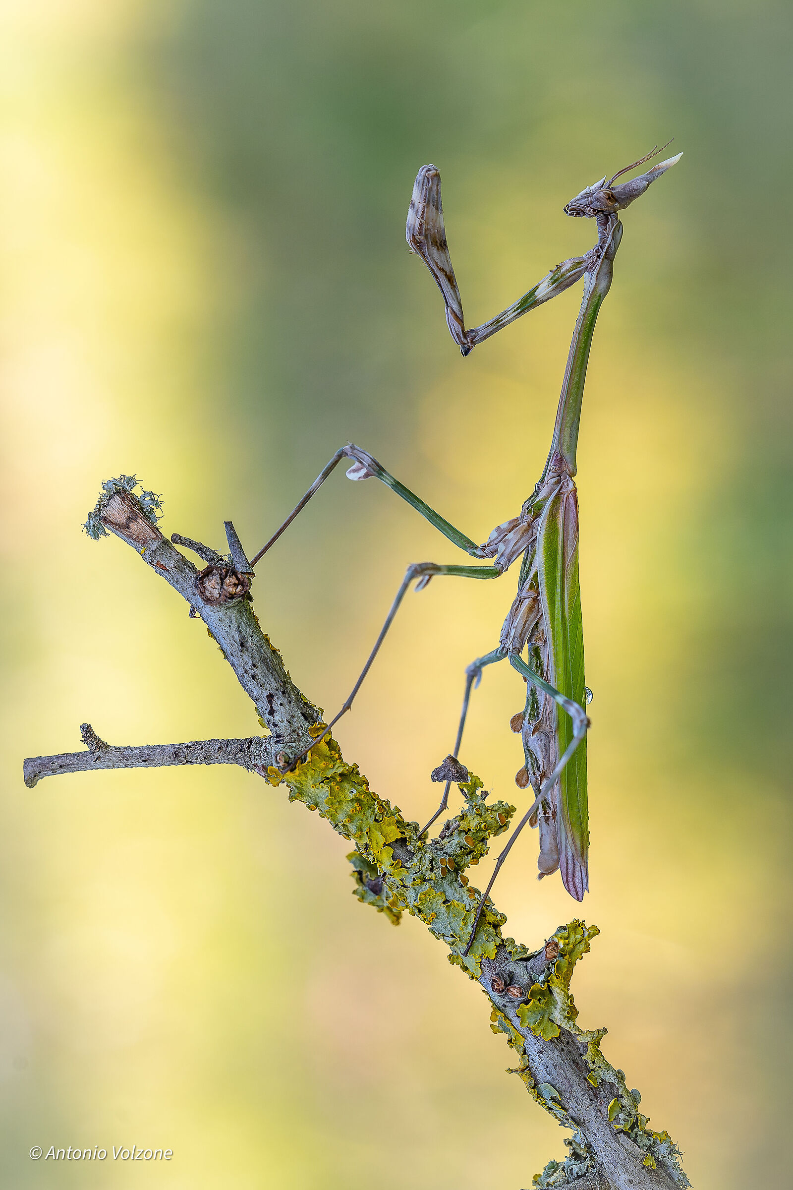 Empusa