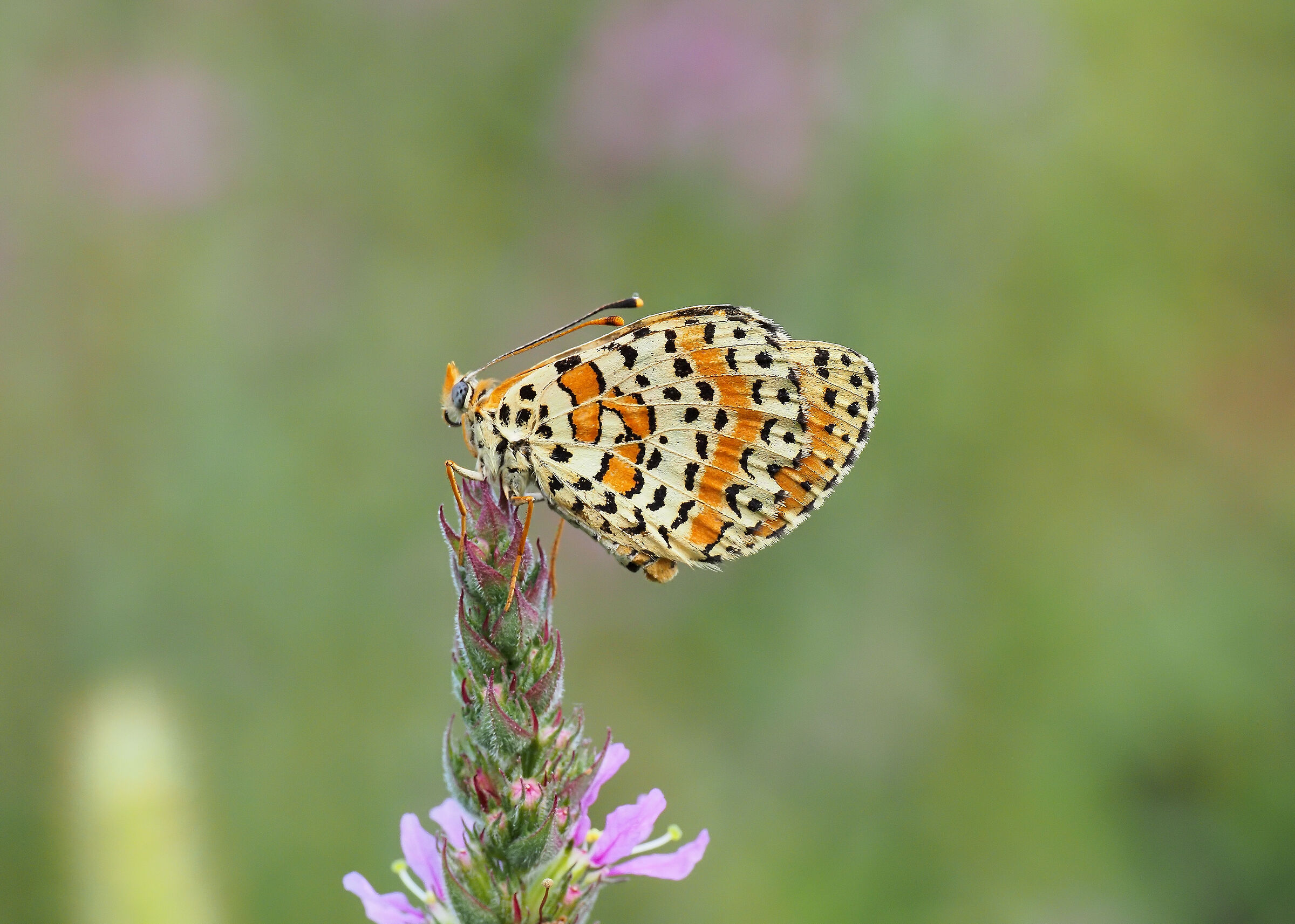 Melitaea Didyma