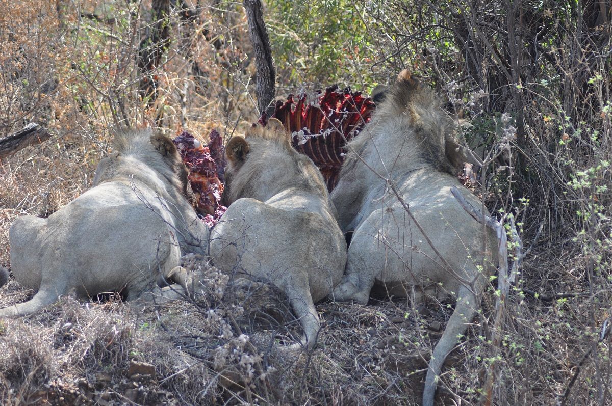 Banchetto nella savana 1