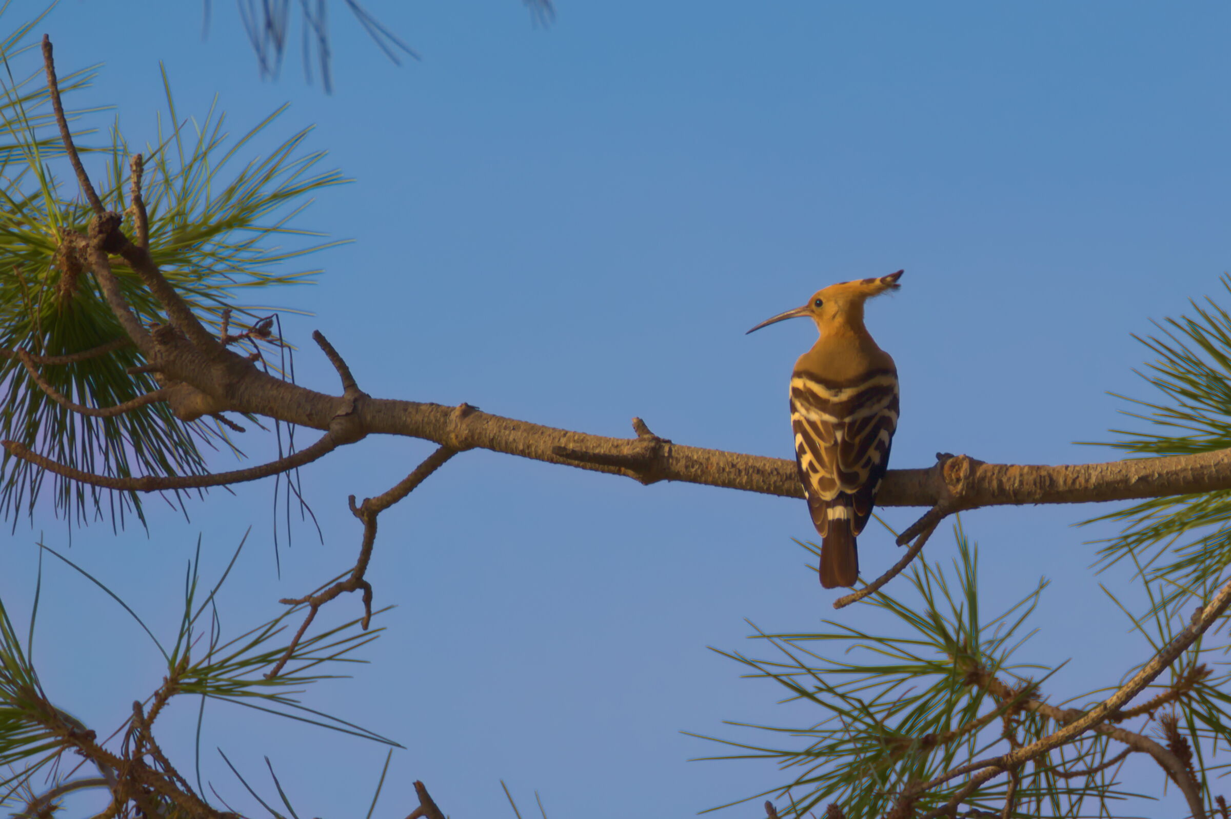 Hoopoe