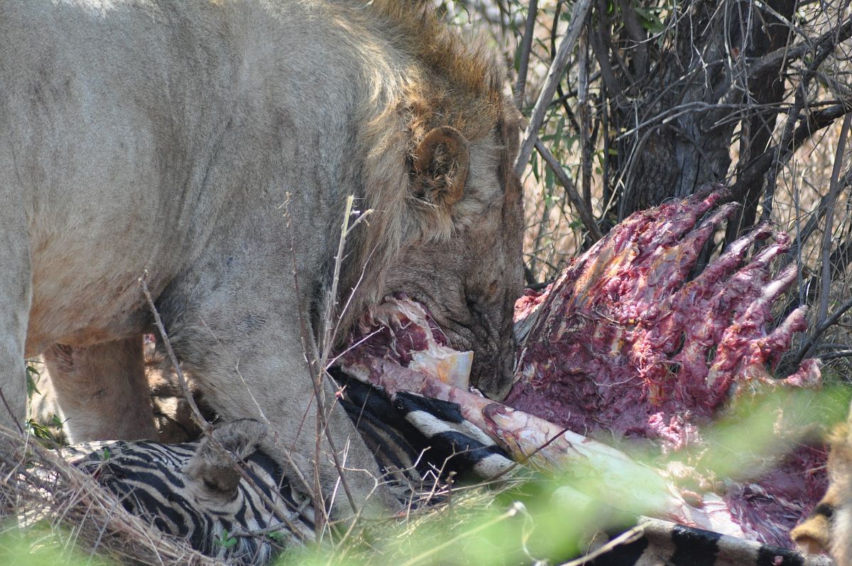 Banchetto nella savana 3