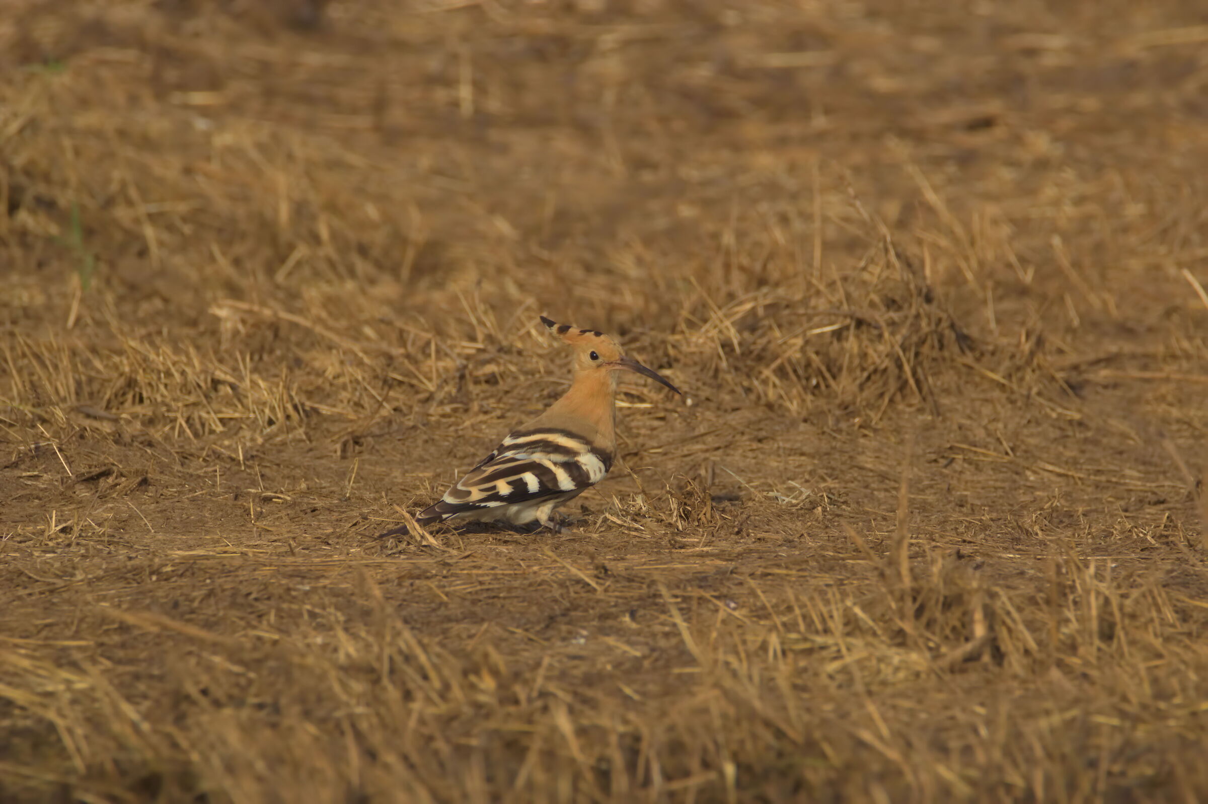 Hoopoe