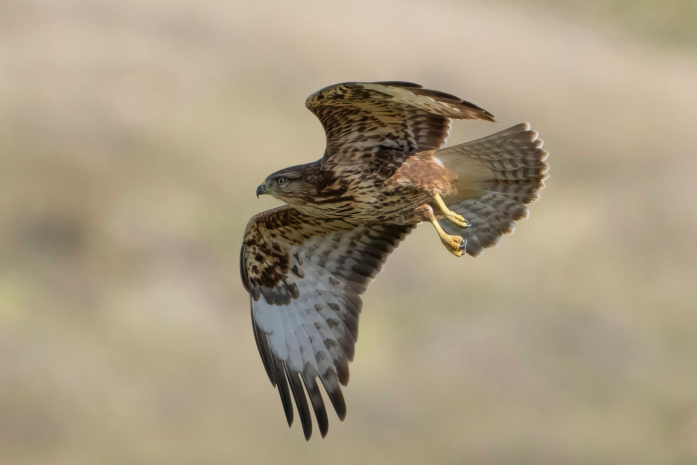 Buzzard (Buteo buteo)