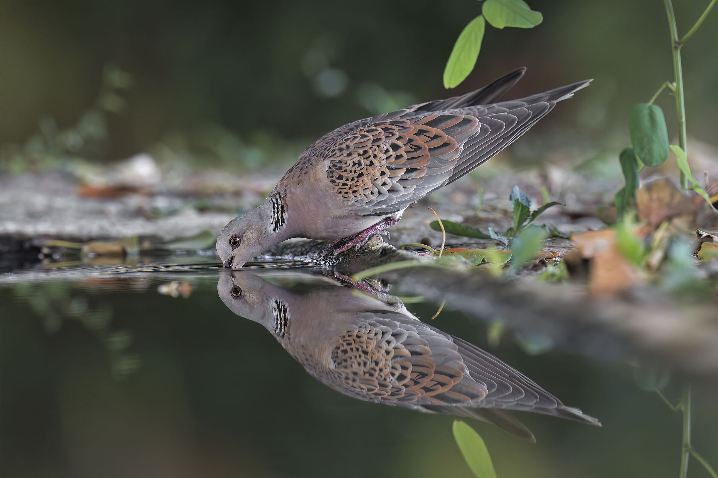 Turtledove in the mirror