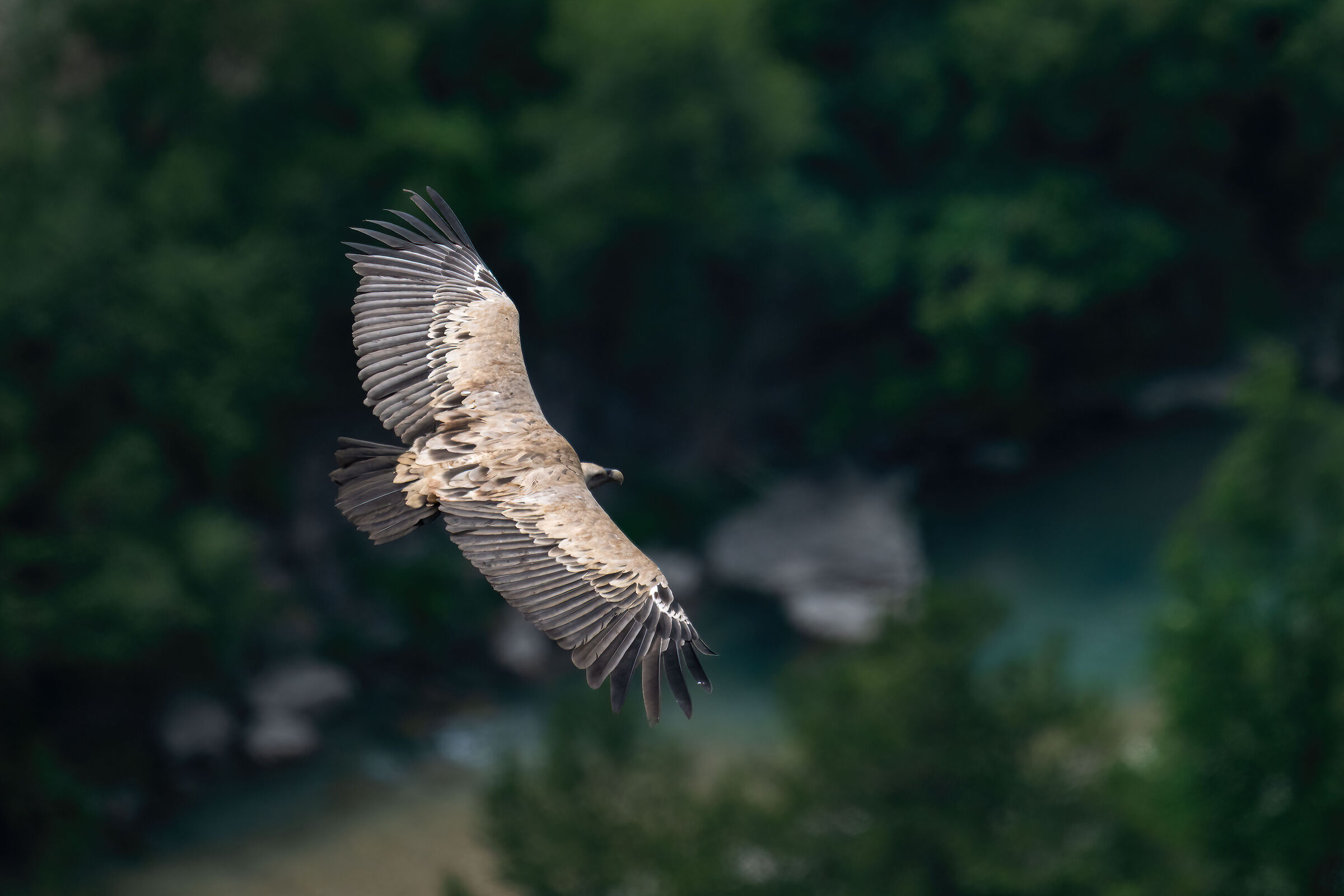 GRifone - Barronies Provencal