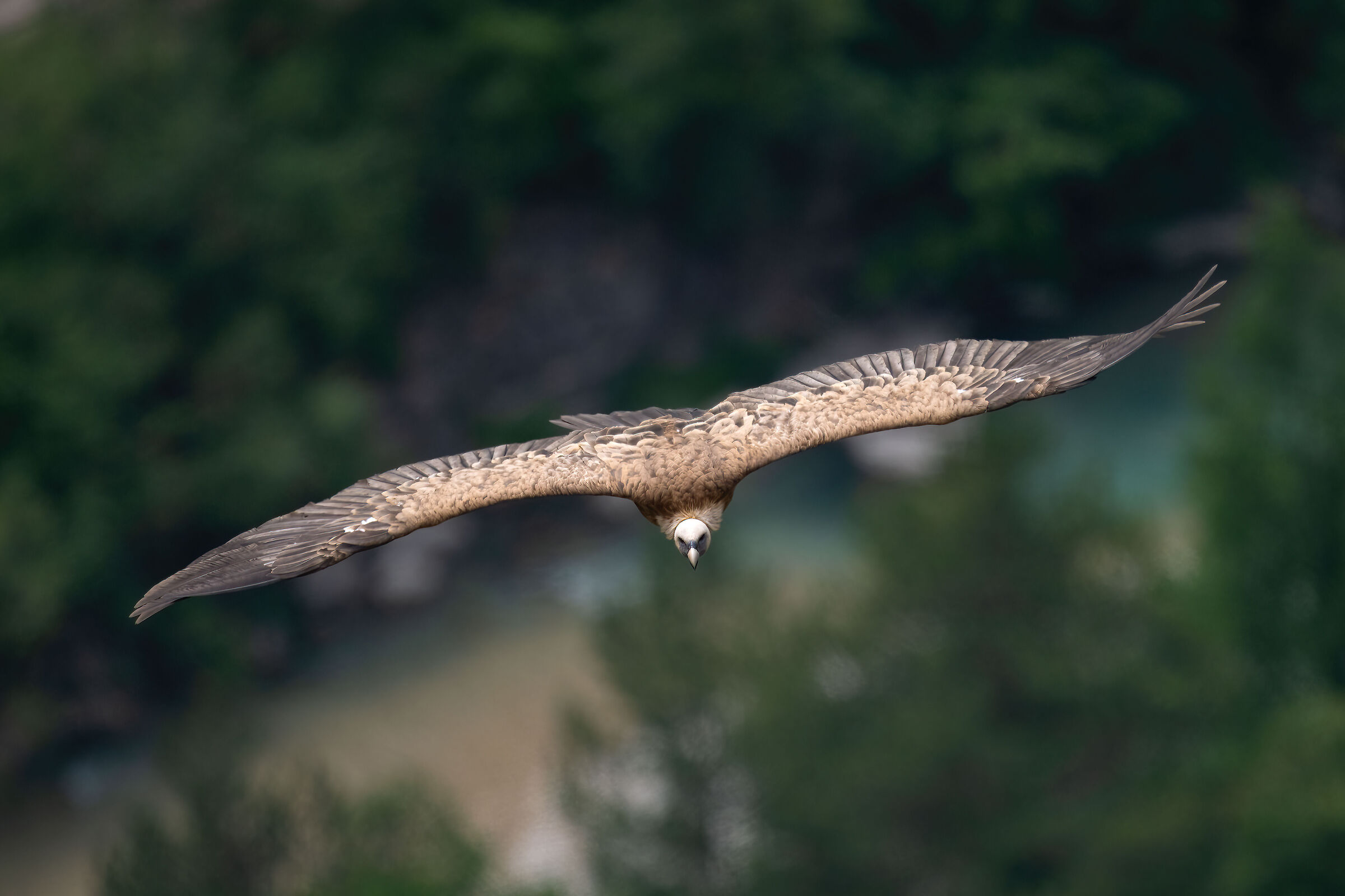 Griffin - Barronies Provencal