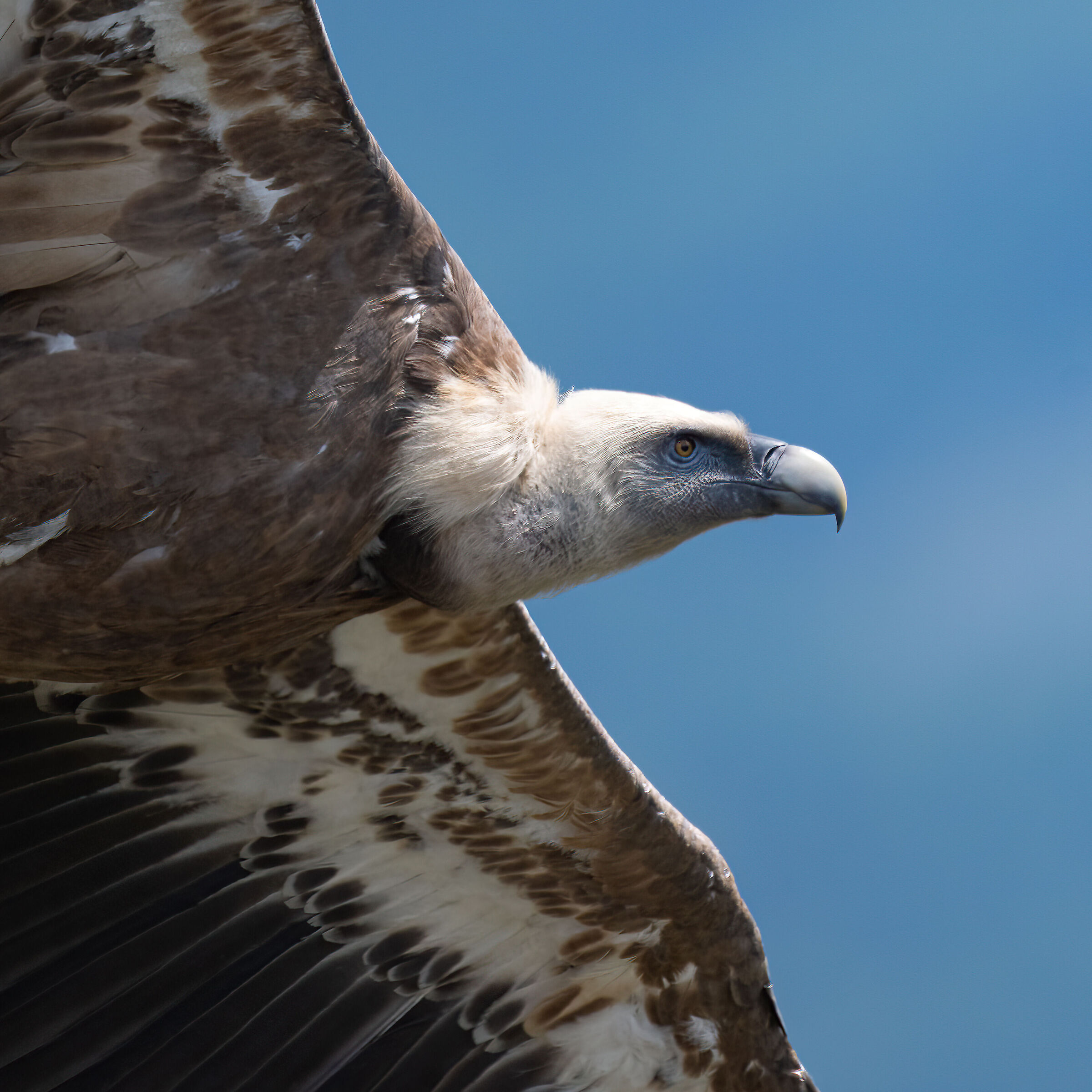 Griffin - Barronies Provencal