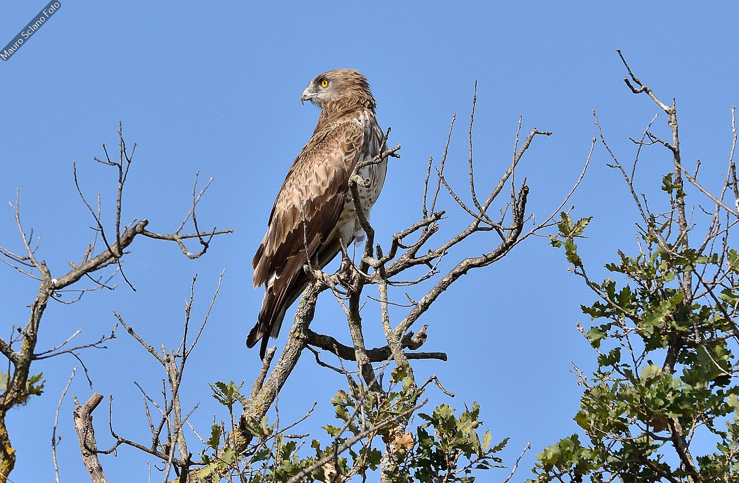 Harrier eagle
