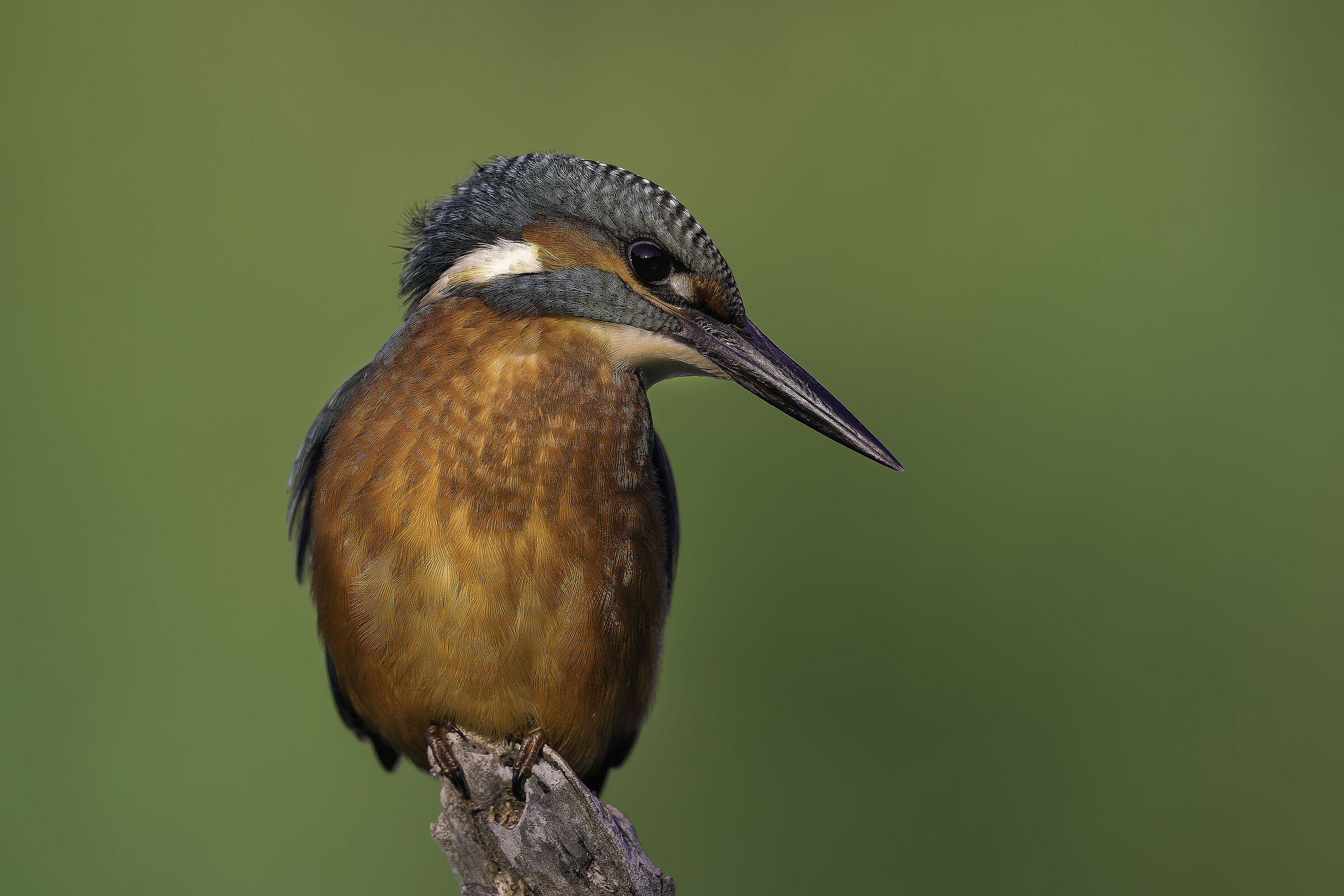 Kingfisher 2