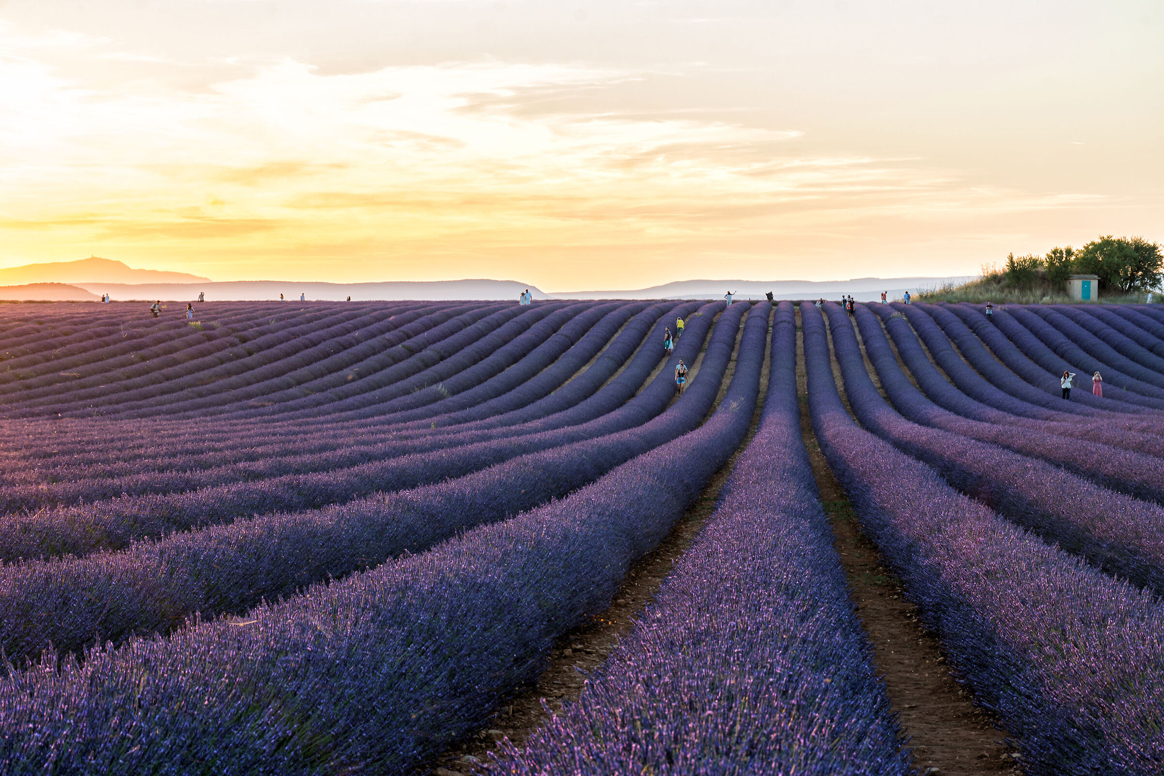 I campi di Valensole al tramonto
