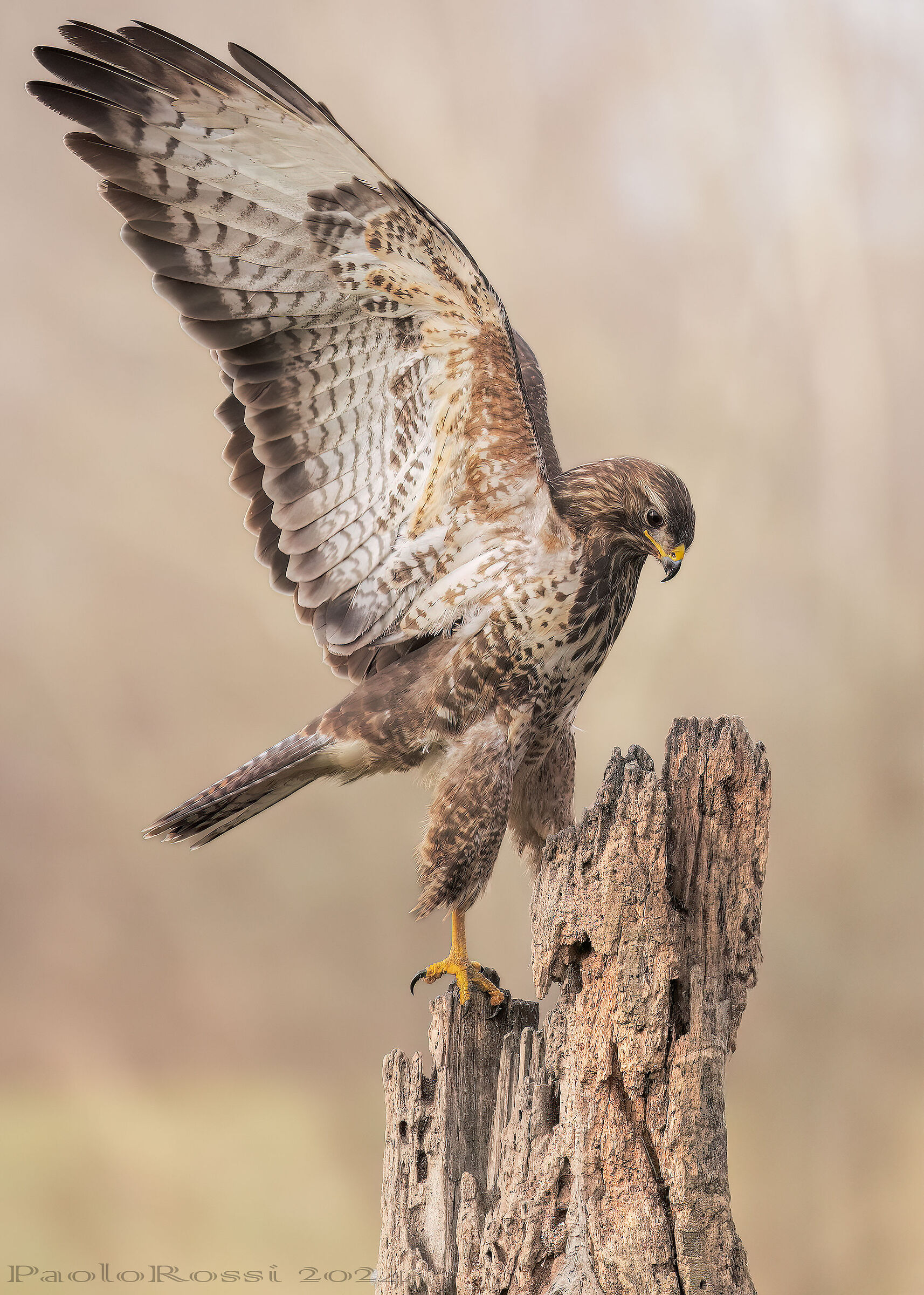 Buzzard...