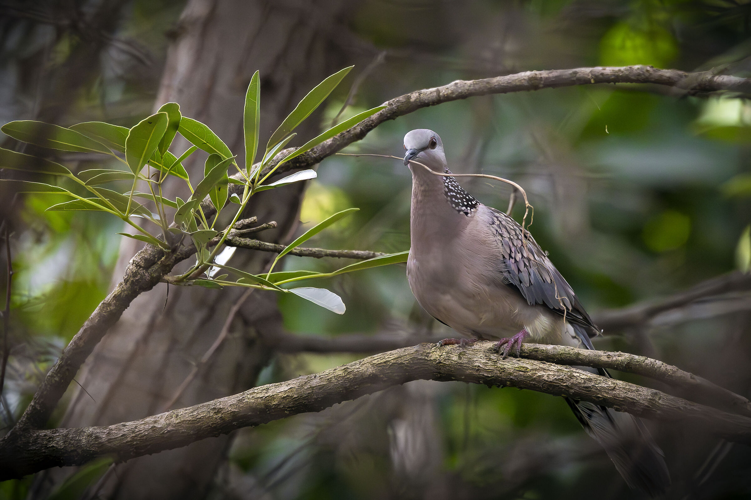 La colomba maculata