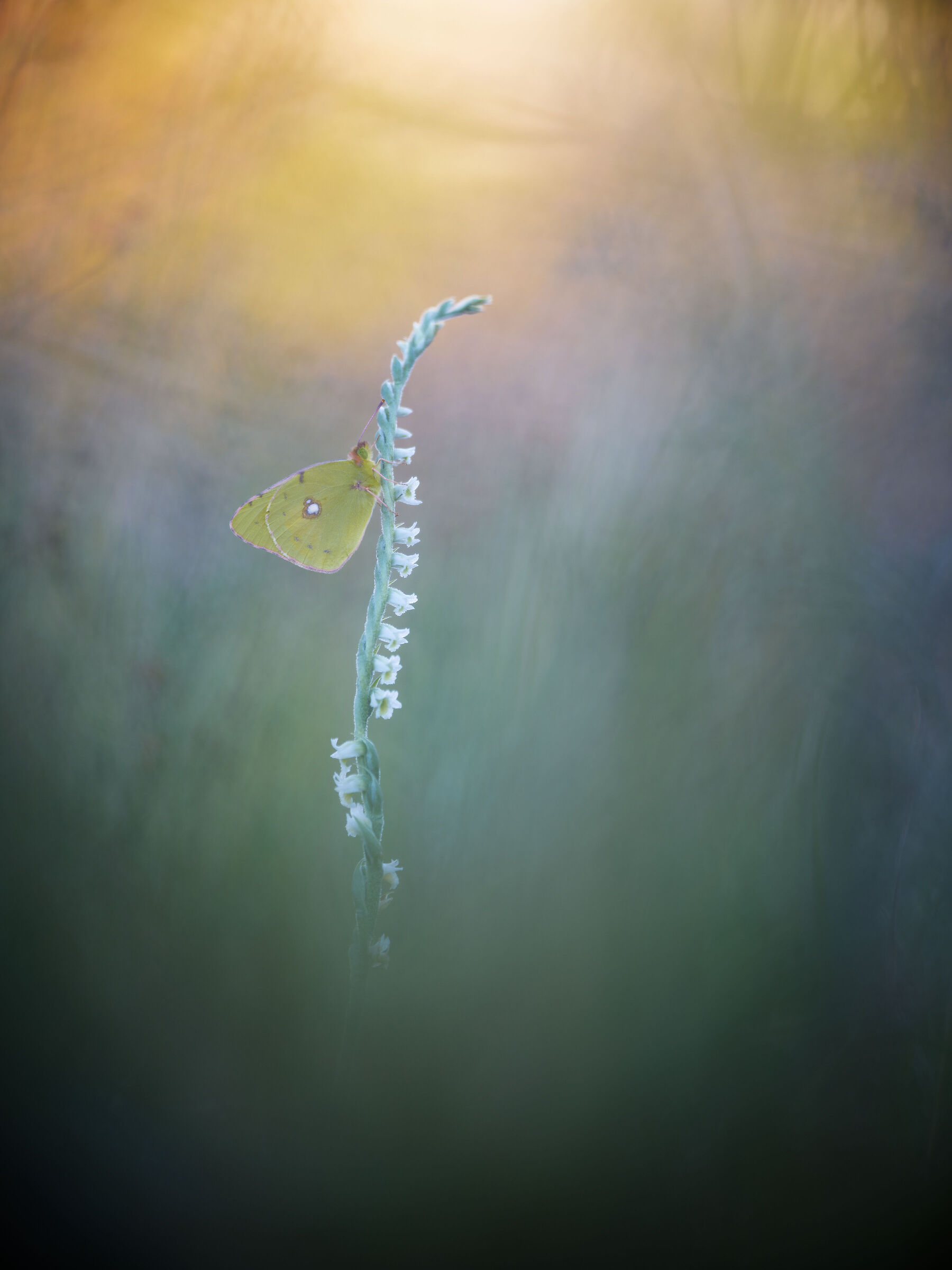 Colias crocea su Spiranthes spiralis