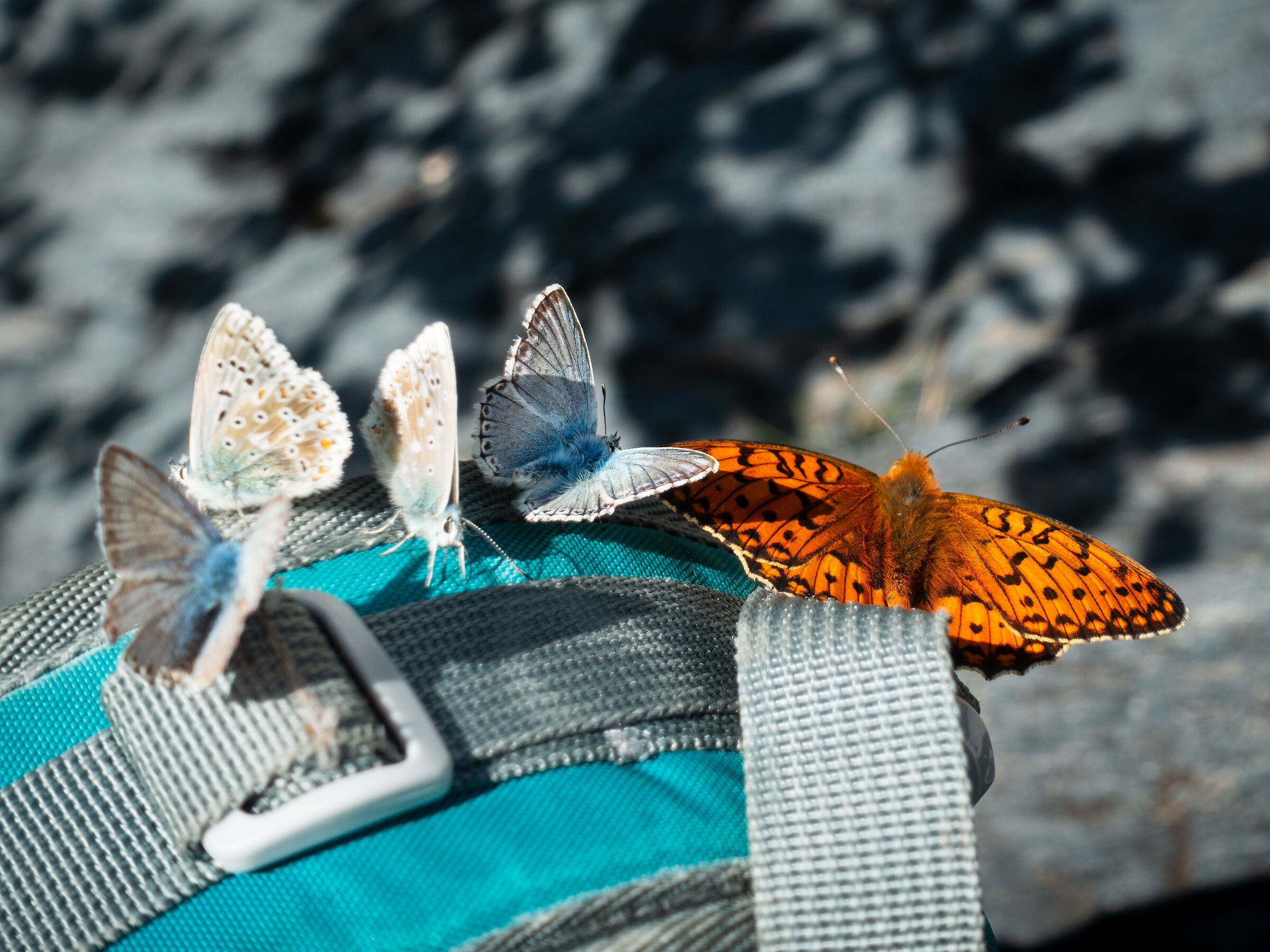 Fabriciana and friends
