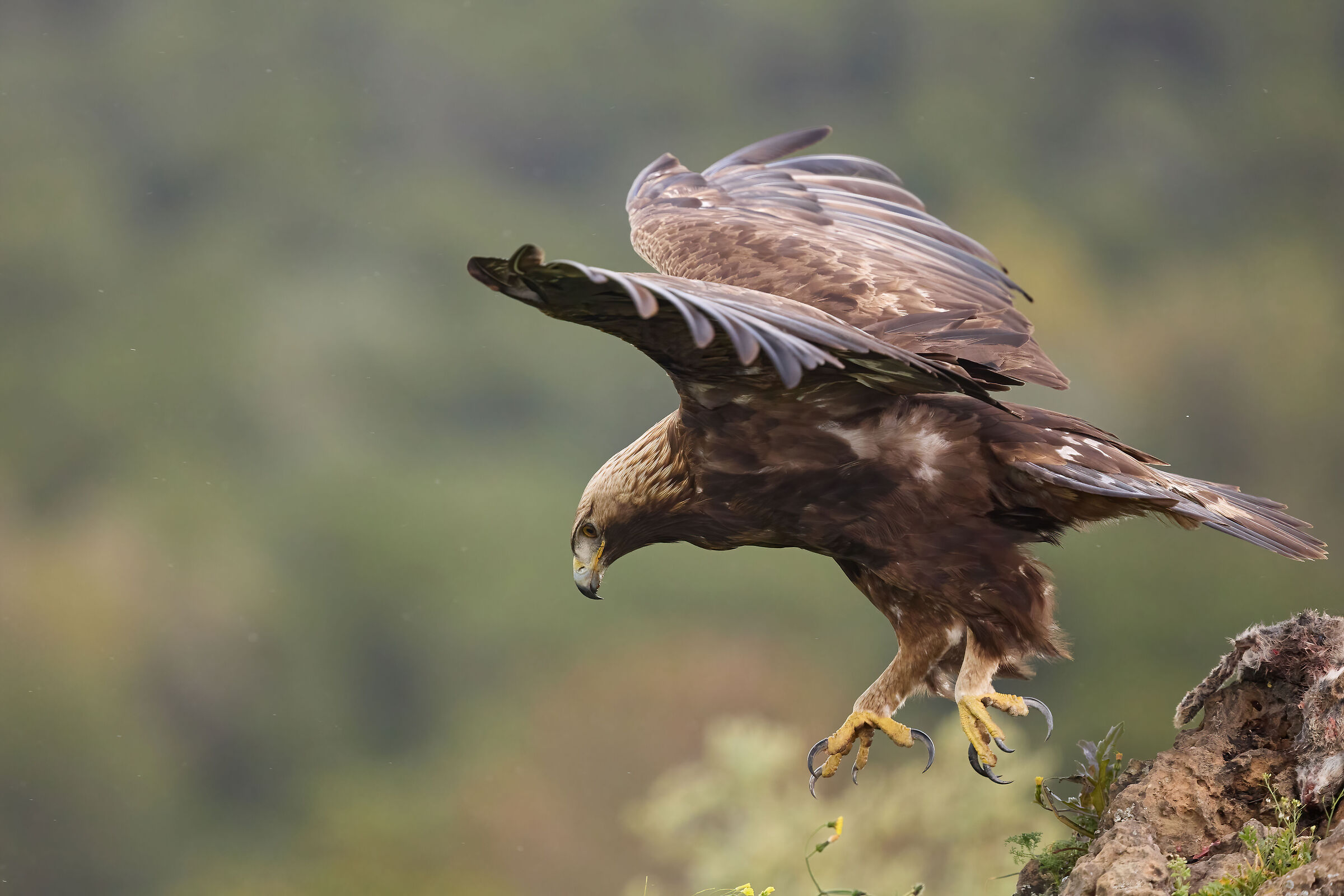 Golden eagle